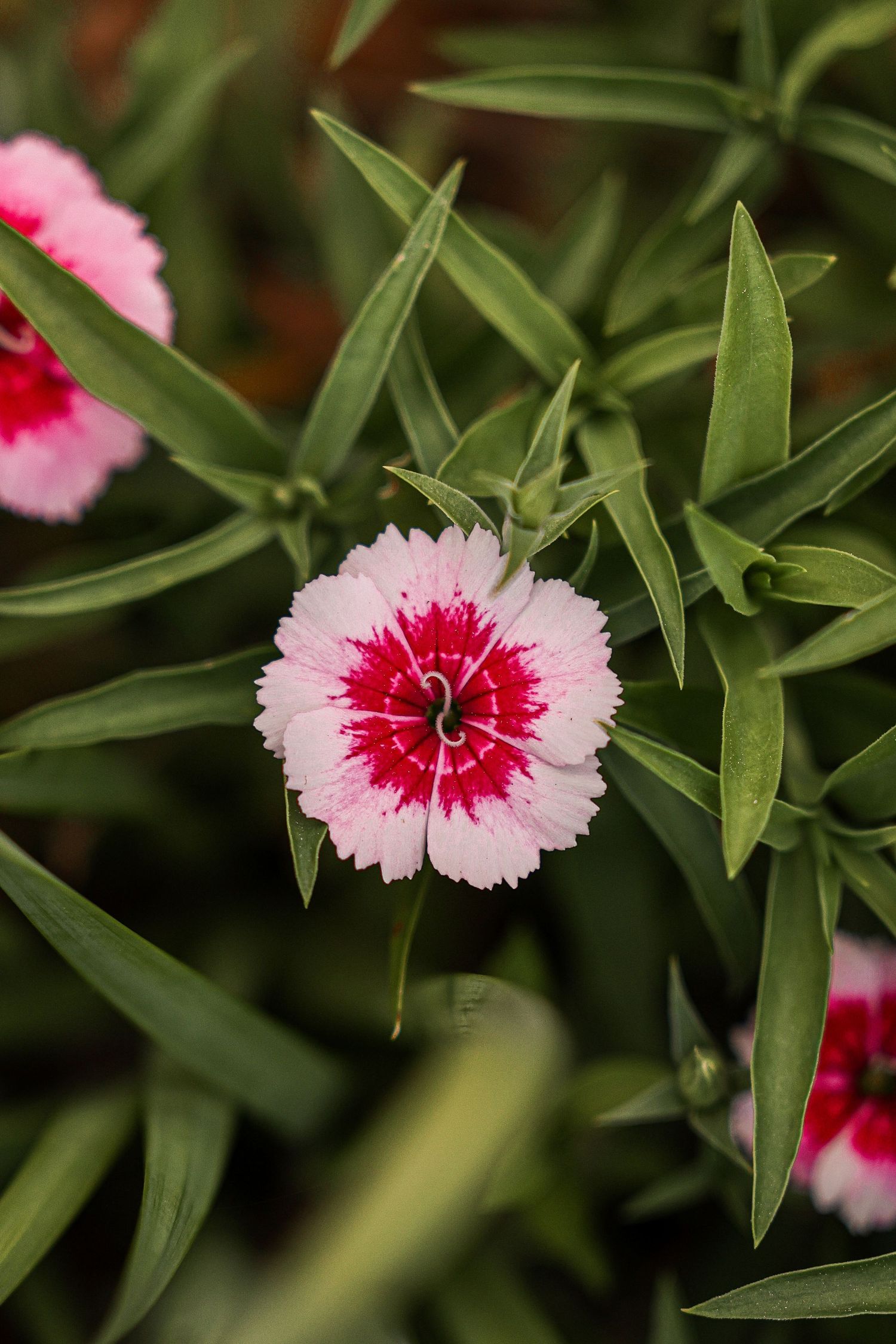 Pink and white dianthus flowers with spiky green leaves in a garden setting.