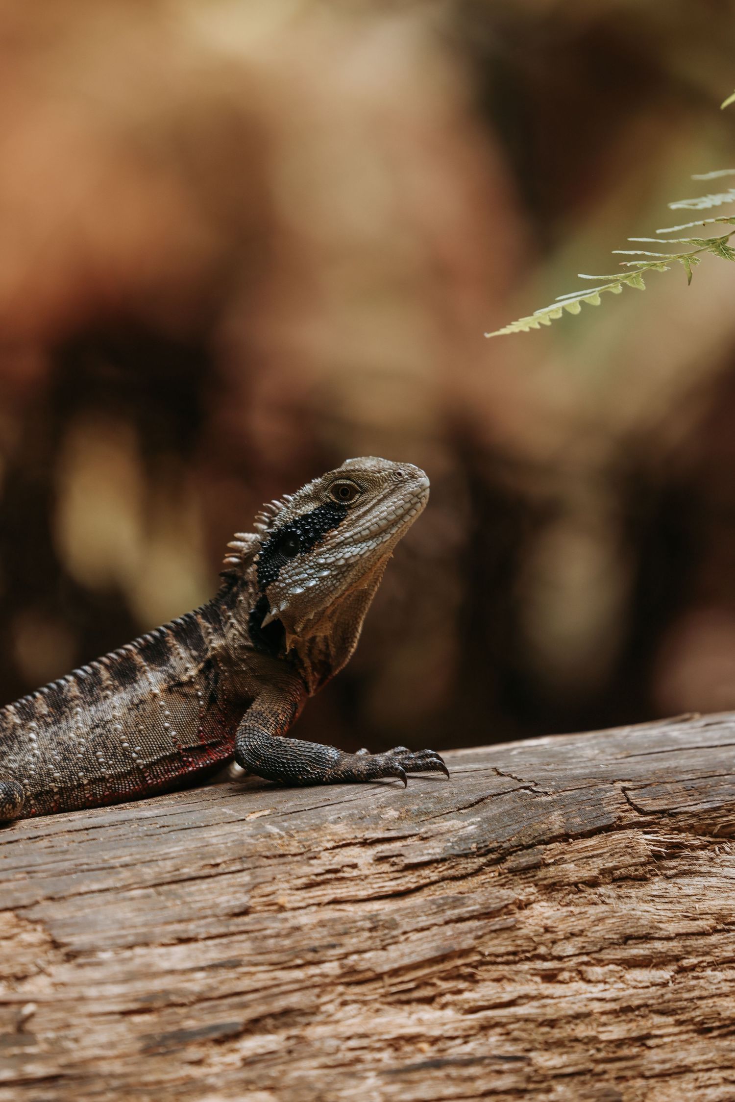 Detailed view of a water dragon in the wild