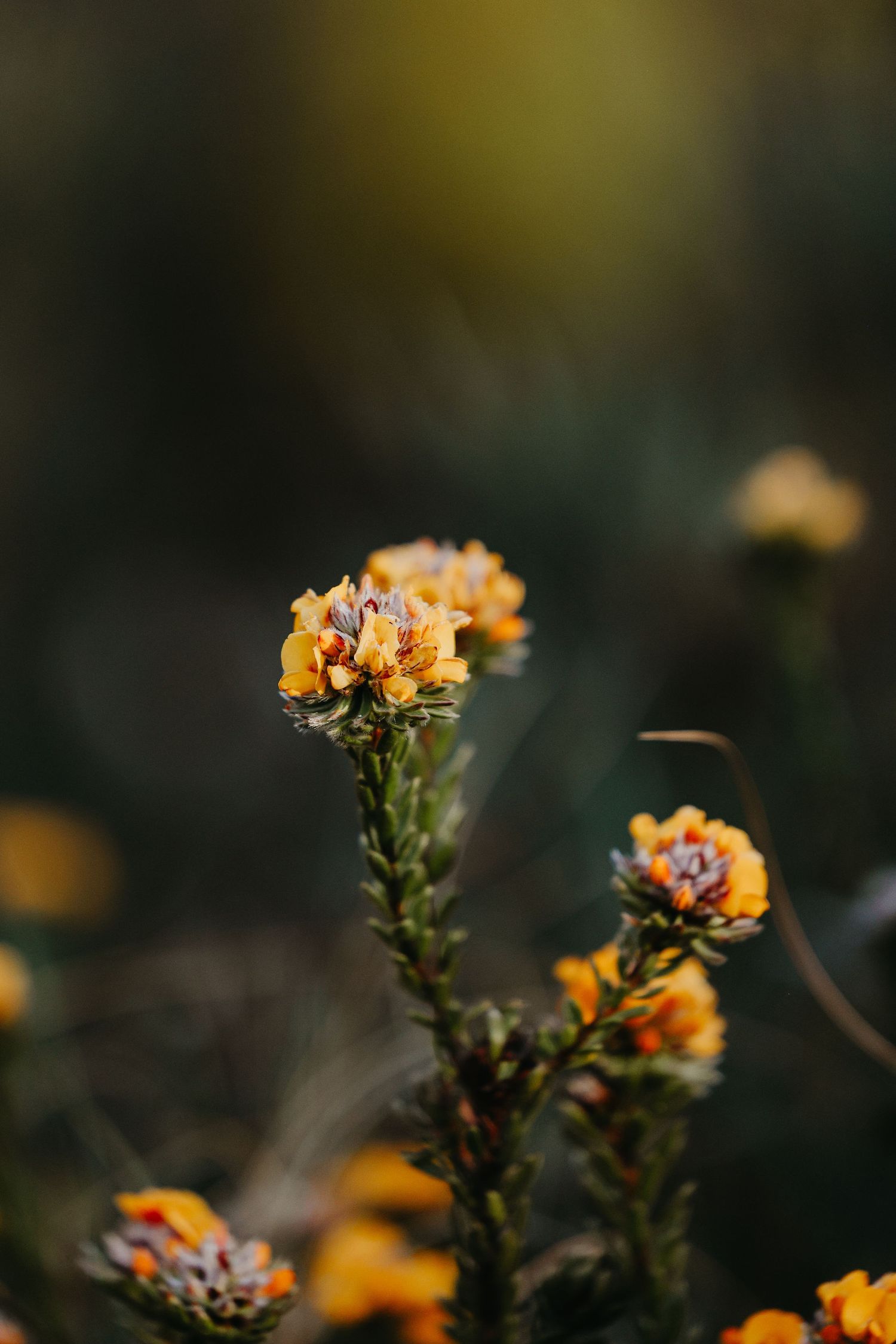 Tiny yellow wildflowers blooming in clusters against a dark blurred background.
