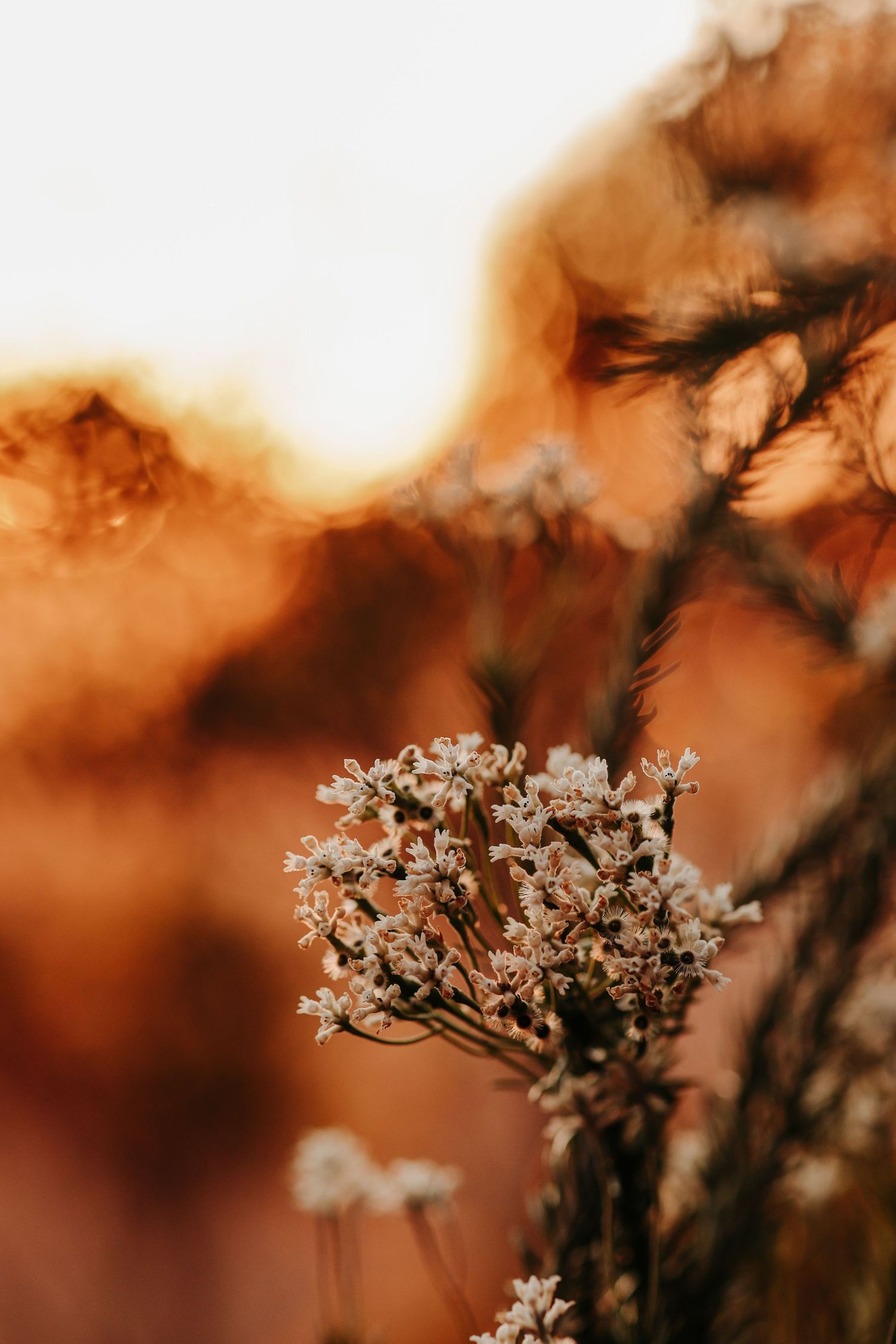 White cherry blossoms silhouetted against a warm orange sunset background.