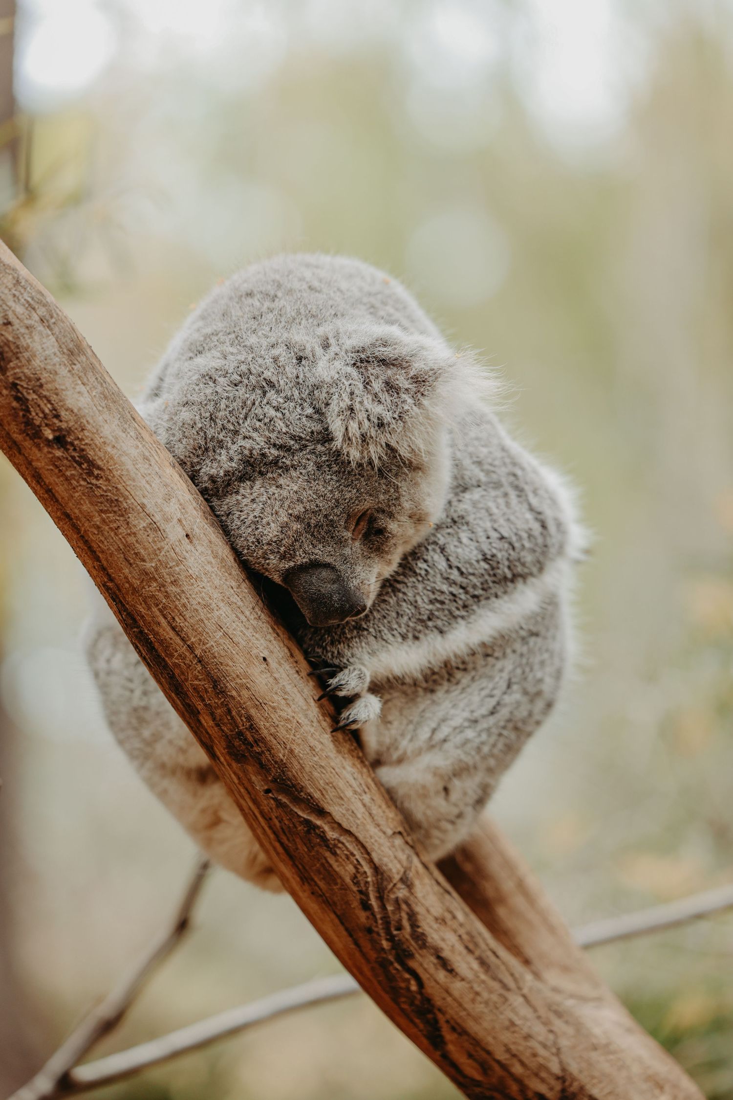 Sleepy koala bear curled up on a tree branch in soft lighting.