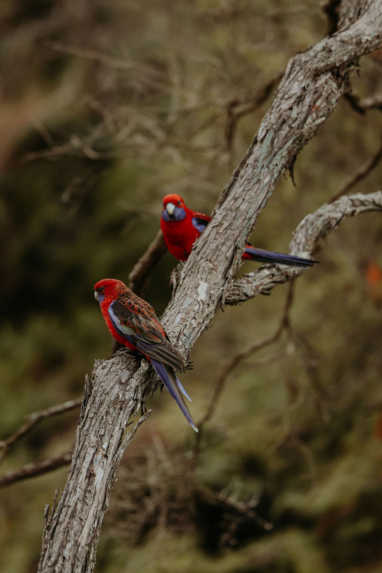 Two vibrant red crimson rosellas perched together on weathered tree branch.