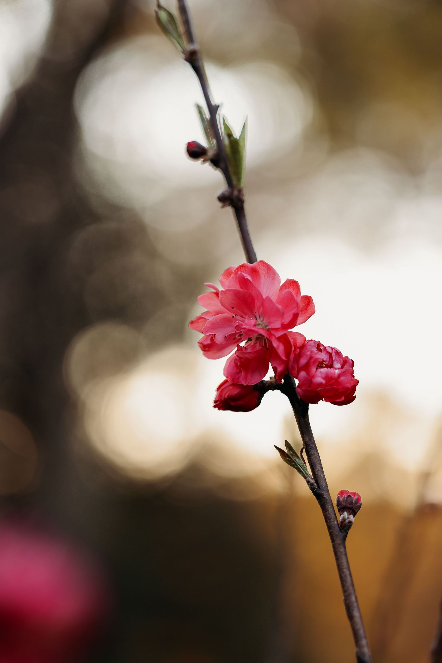 Delicate pink cherry blossoms on a branch with soft bokeh background.