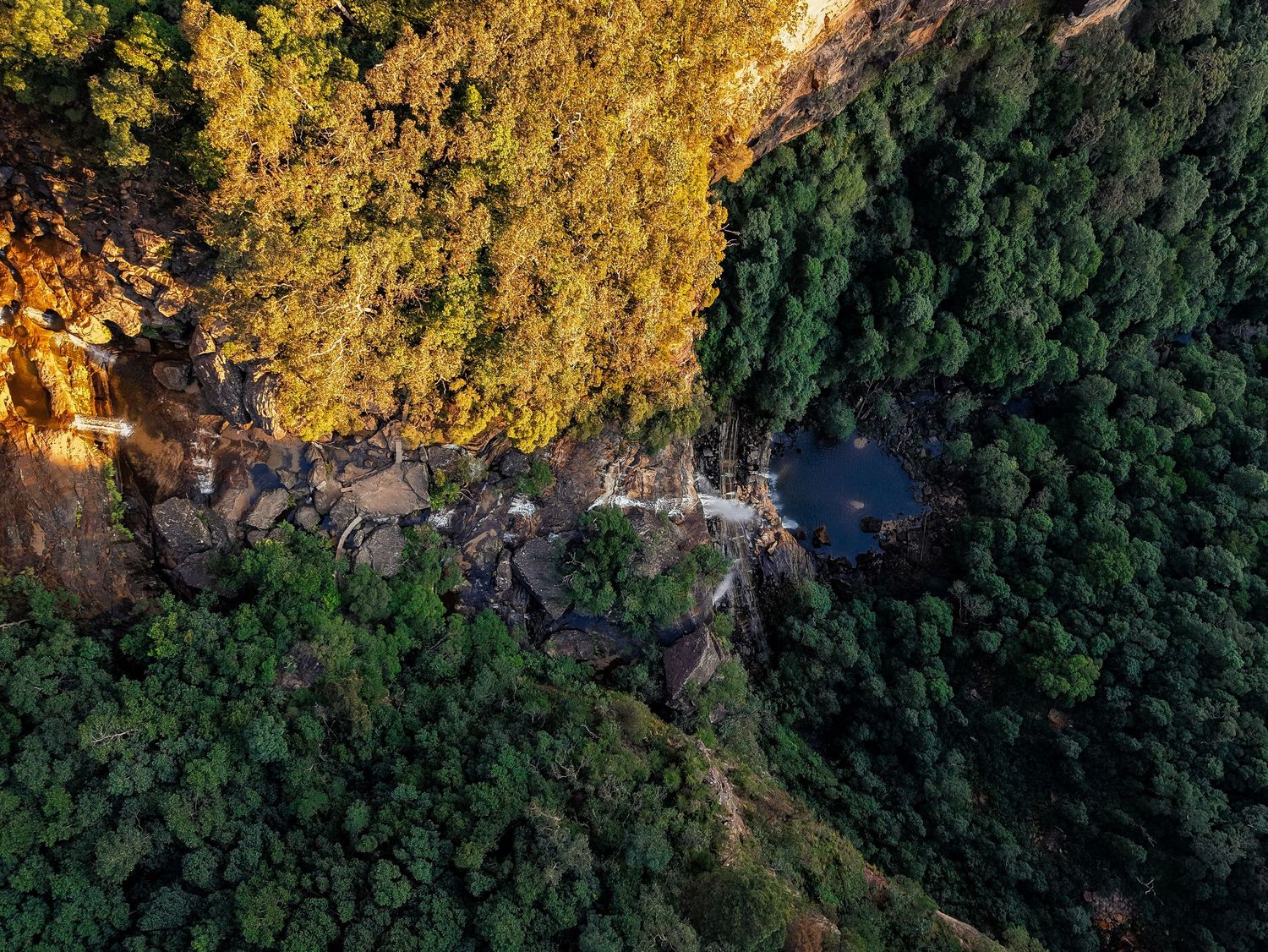 Aerial view of dense forest canopy with sunlight casting shadows across treetops.