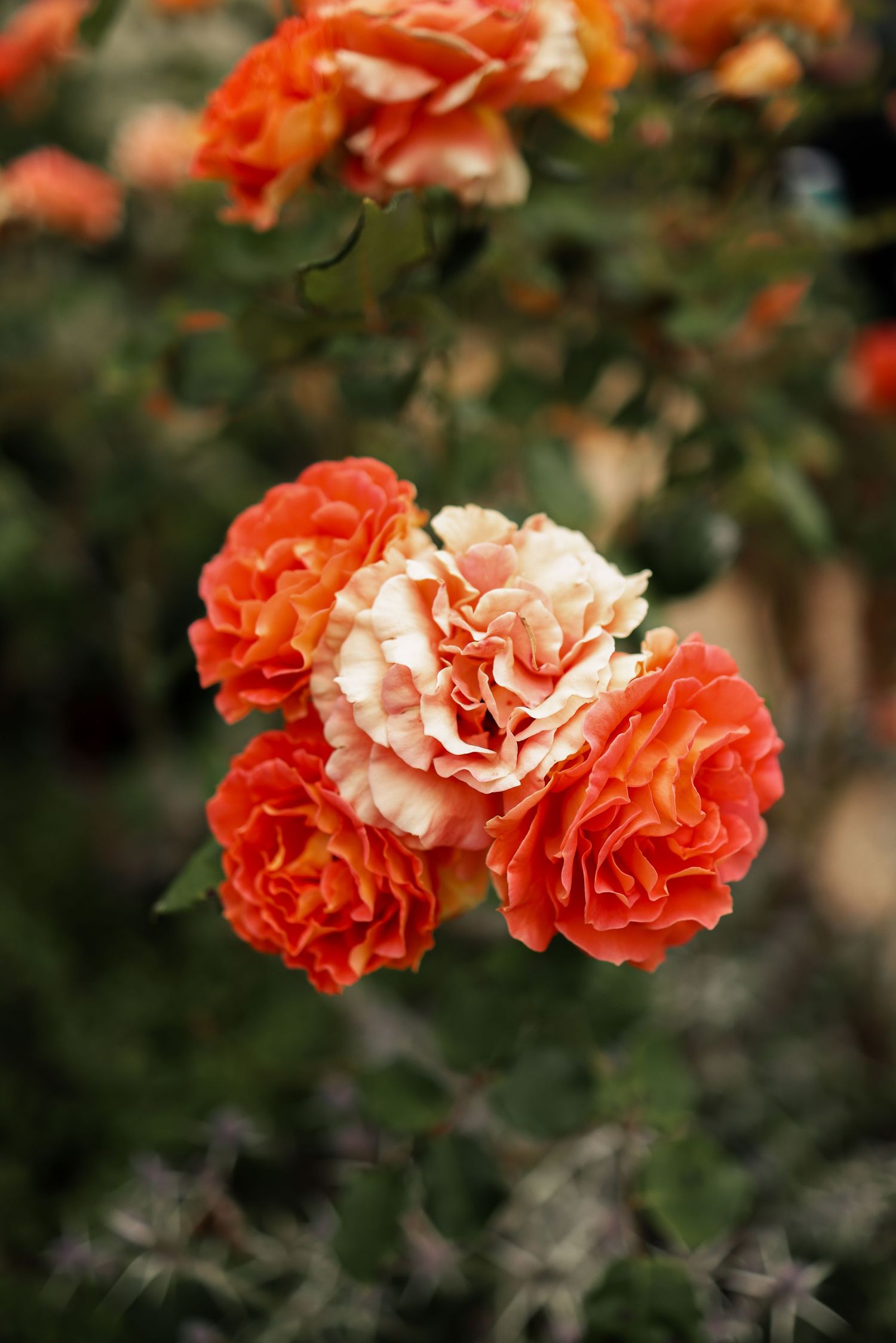 Blooming coral and peach colored roses with ruffled petals in garden.