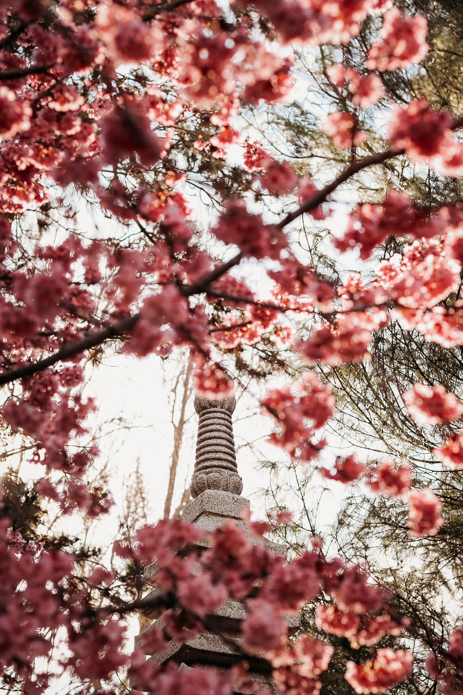 Cherry blossoms frame a traditional Japanese pagoda tower against bright sky.