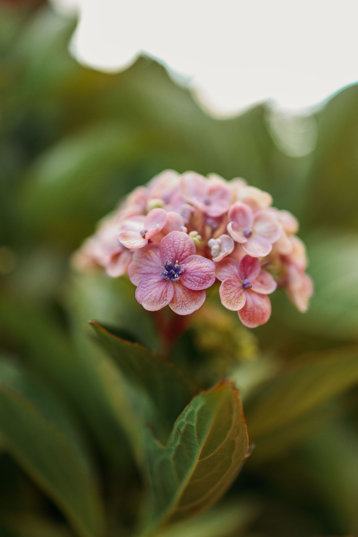 Delicate pink hydrangea flower cluster with soft petals against green background.