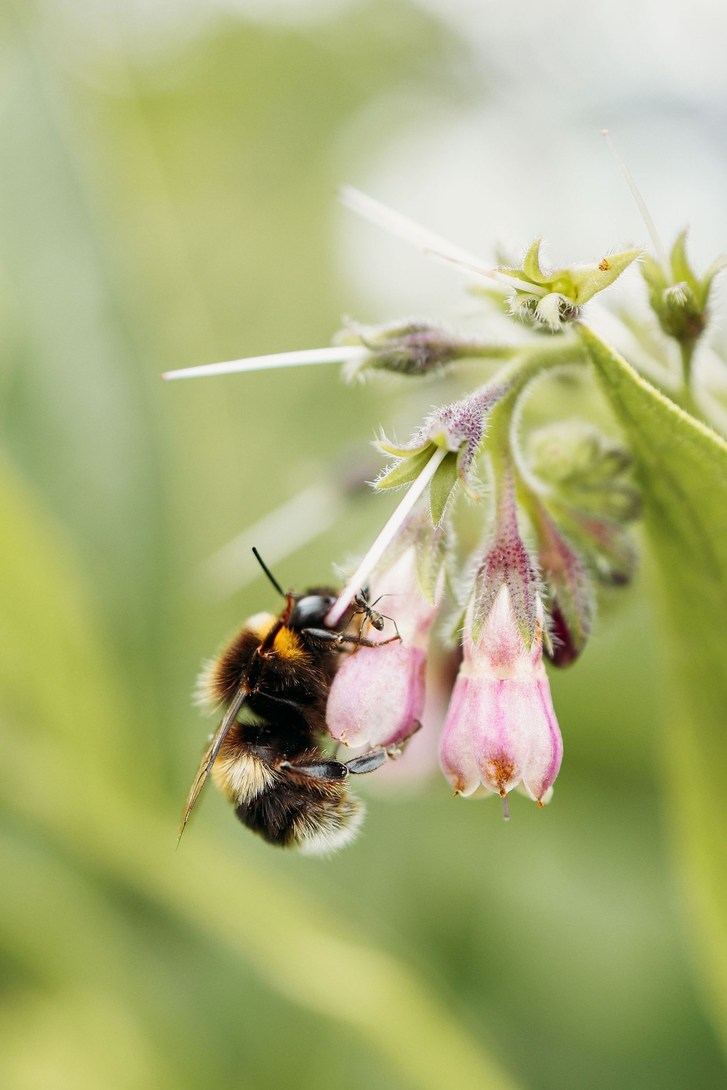 Fuzzy bumblebee pollinating delicate pink comfrey flowers in a garden macro shot.