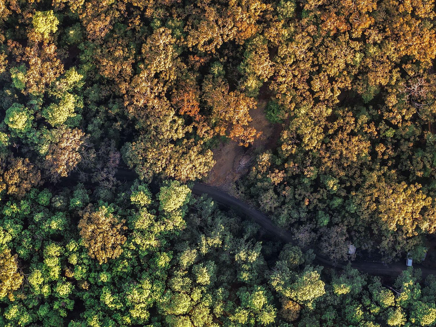 Aerial view of autumn trees with golden foliage creating a vibrant canopy pattern.