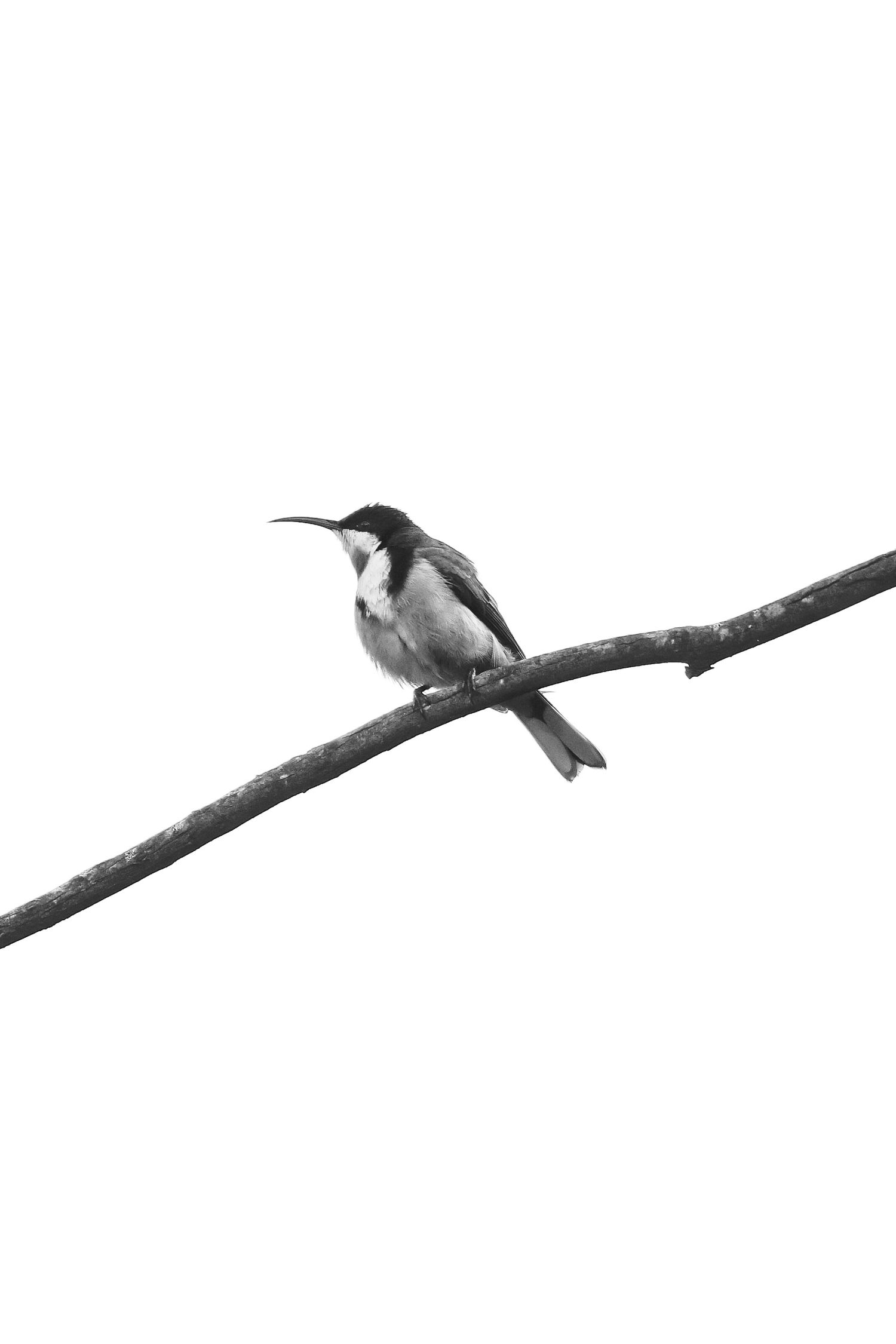 Black and white photograph of small bird perched on thin branch against white background.