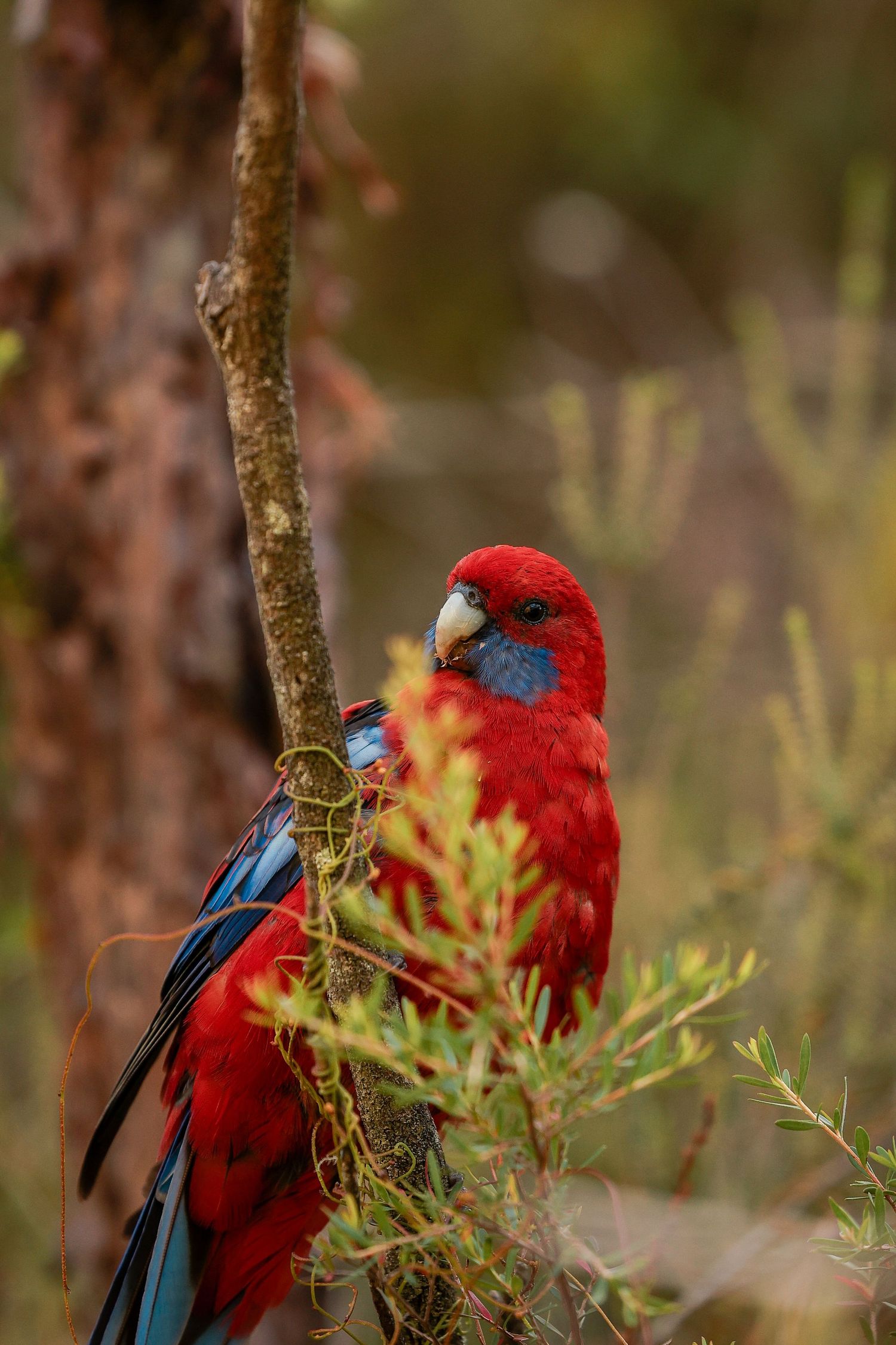 Crimson rosella with bright red plumage perched among green foliage.