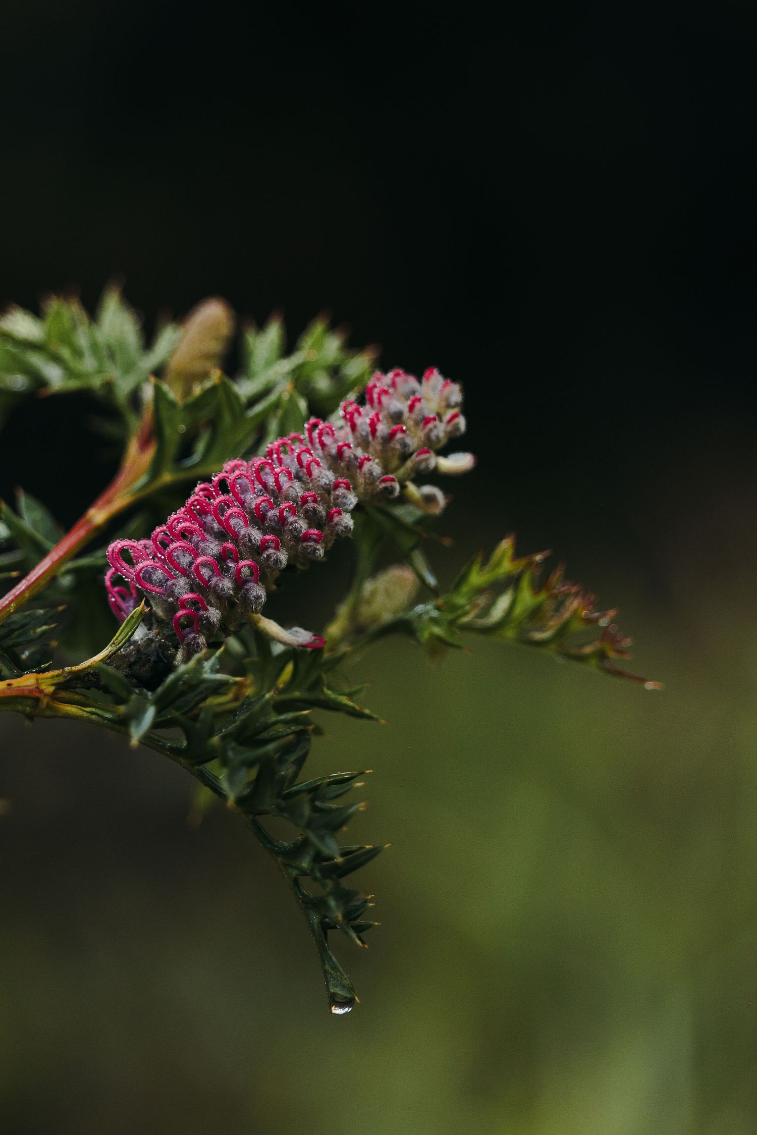 Pink grevillea on a branch with dew droplets.