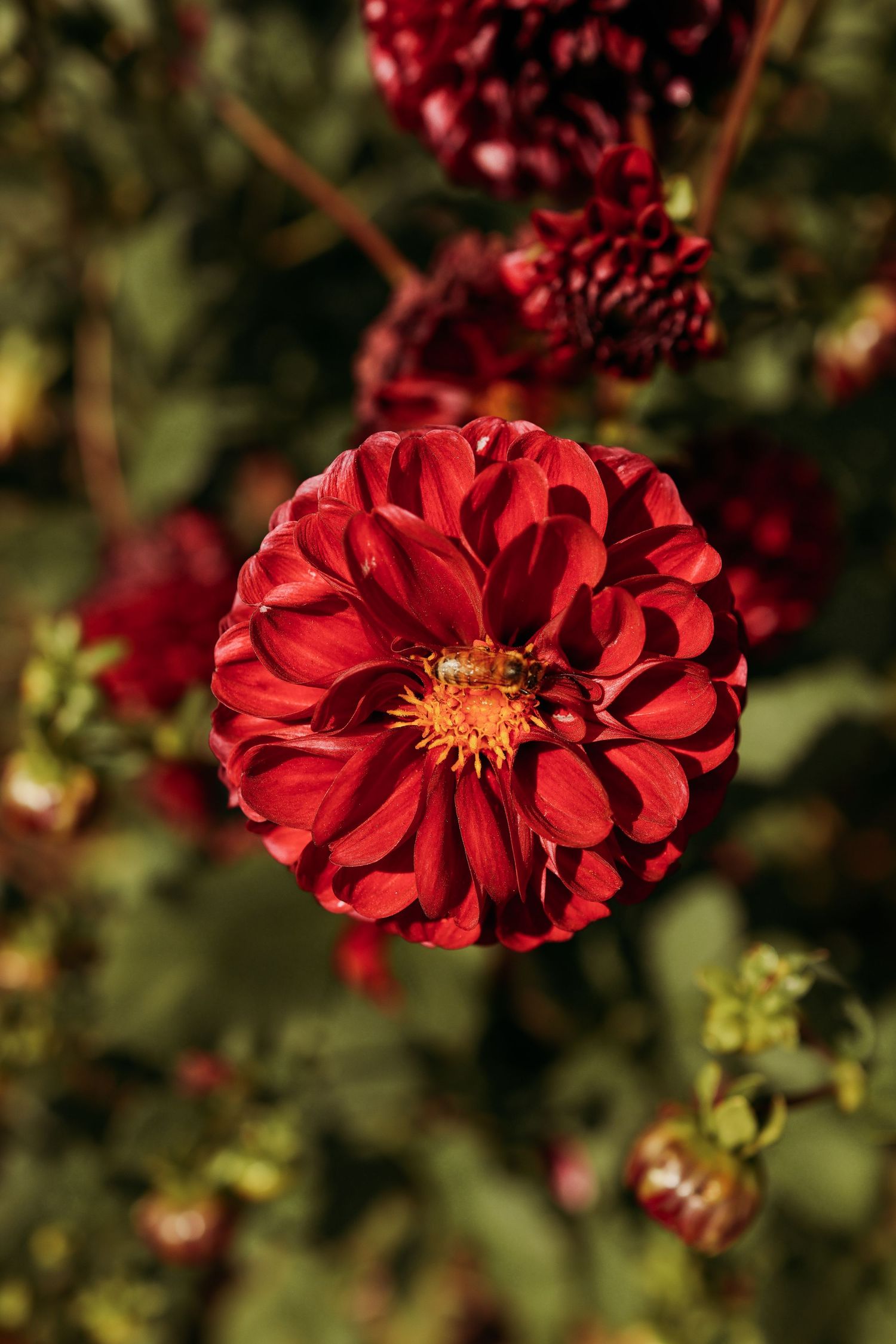 Deep red dahlia flower with layered petals blooming in garden.