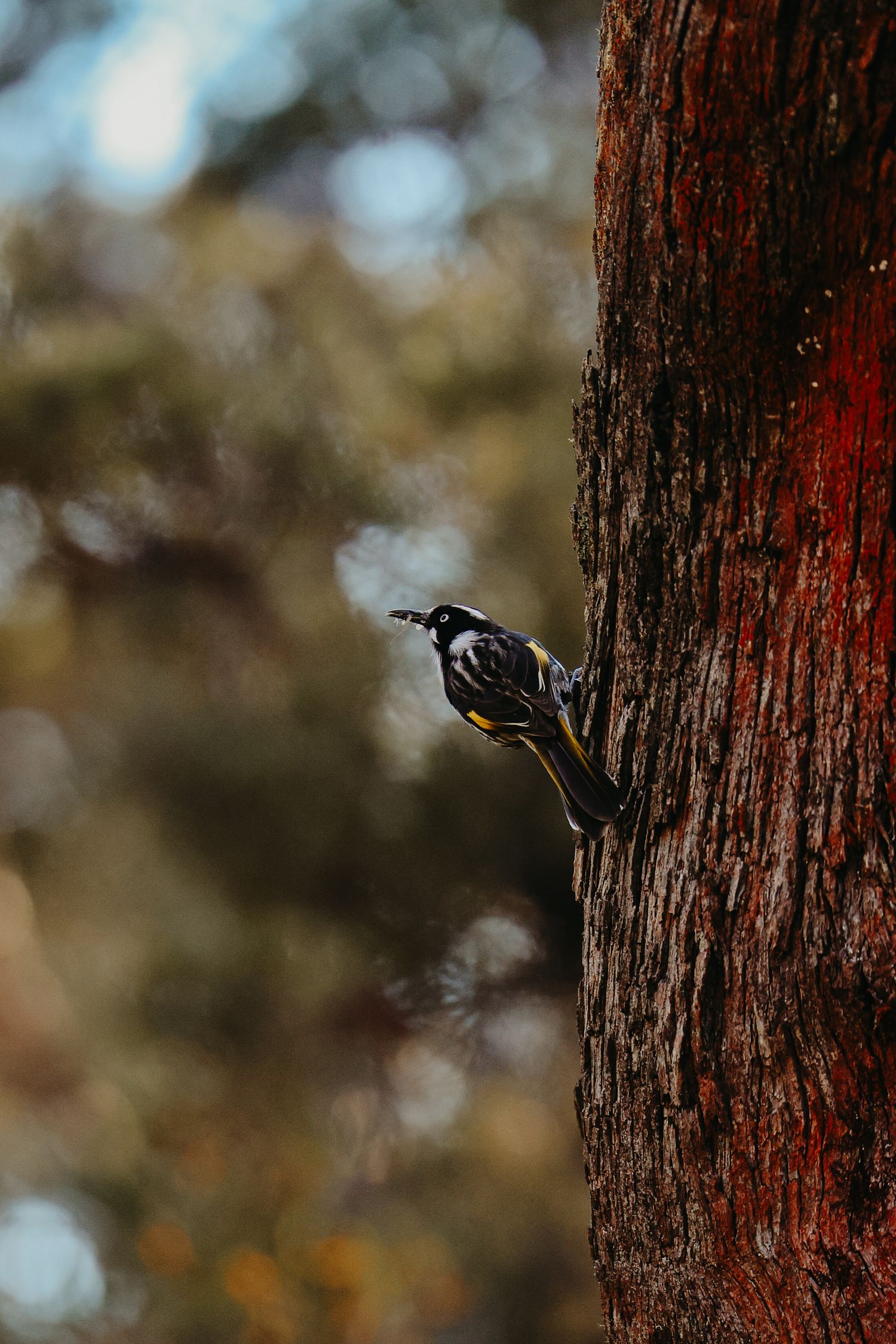Silhouette of woodpecker climbing up textured tree trunk with blurred background.