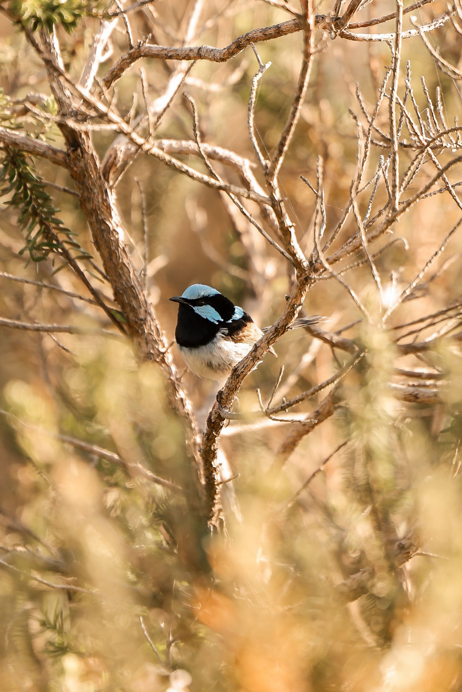 Small blue and black bird perched among bare tree branches.