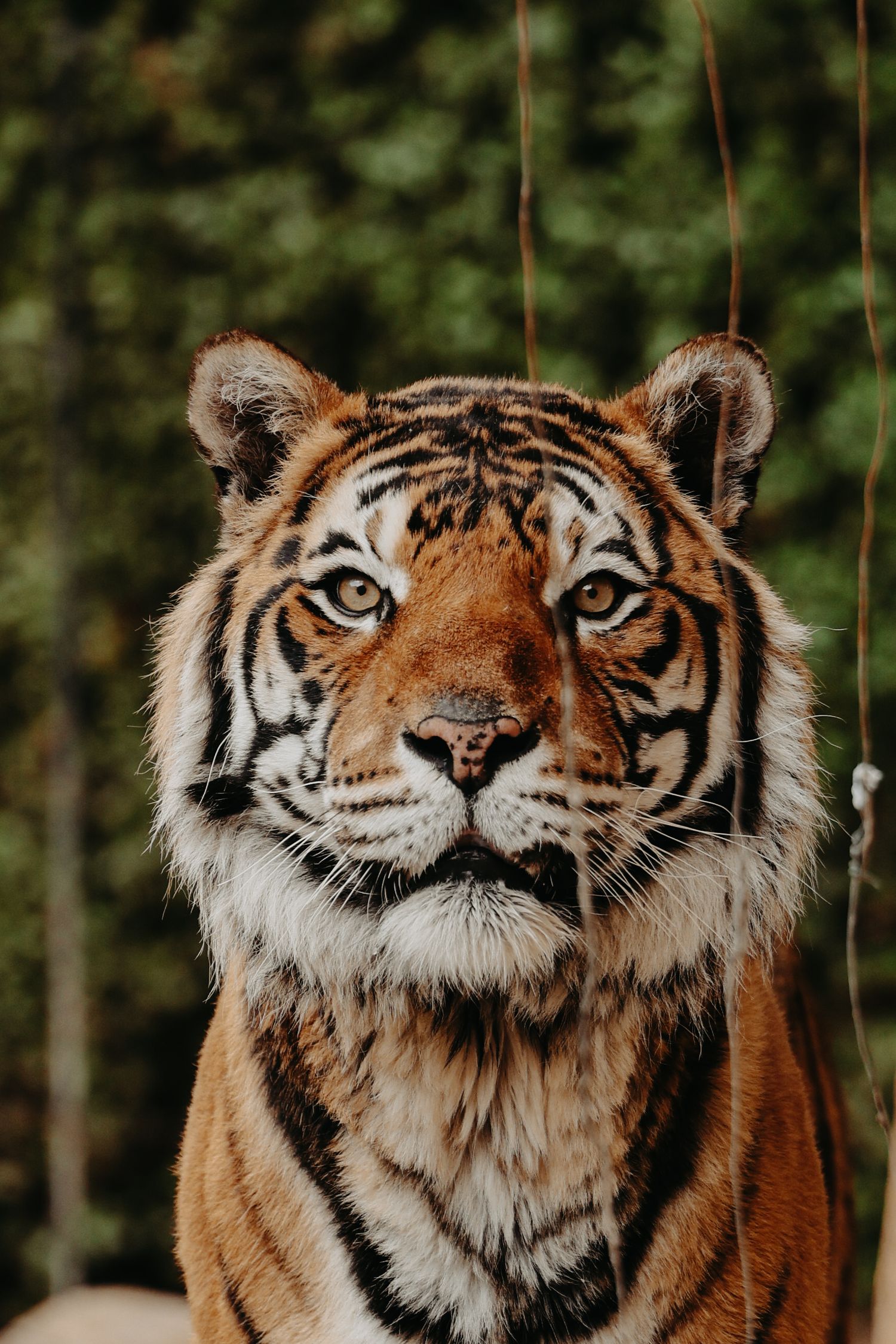 Close-up portraits of a majestic tiger showing different facial expressions and angles.