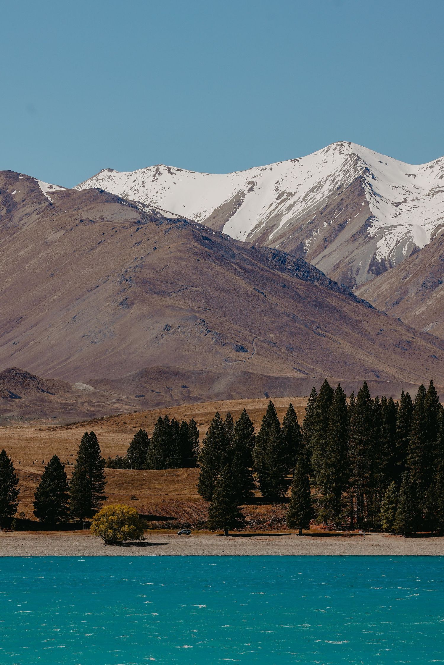Snow-capped mountains overlooking turquoise Lake Tekapo with pine trees in foreground.