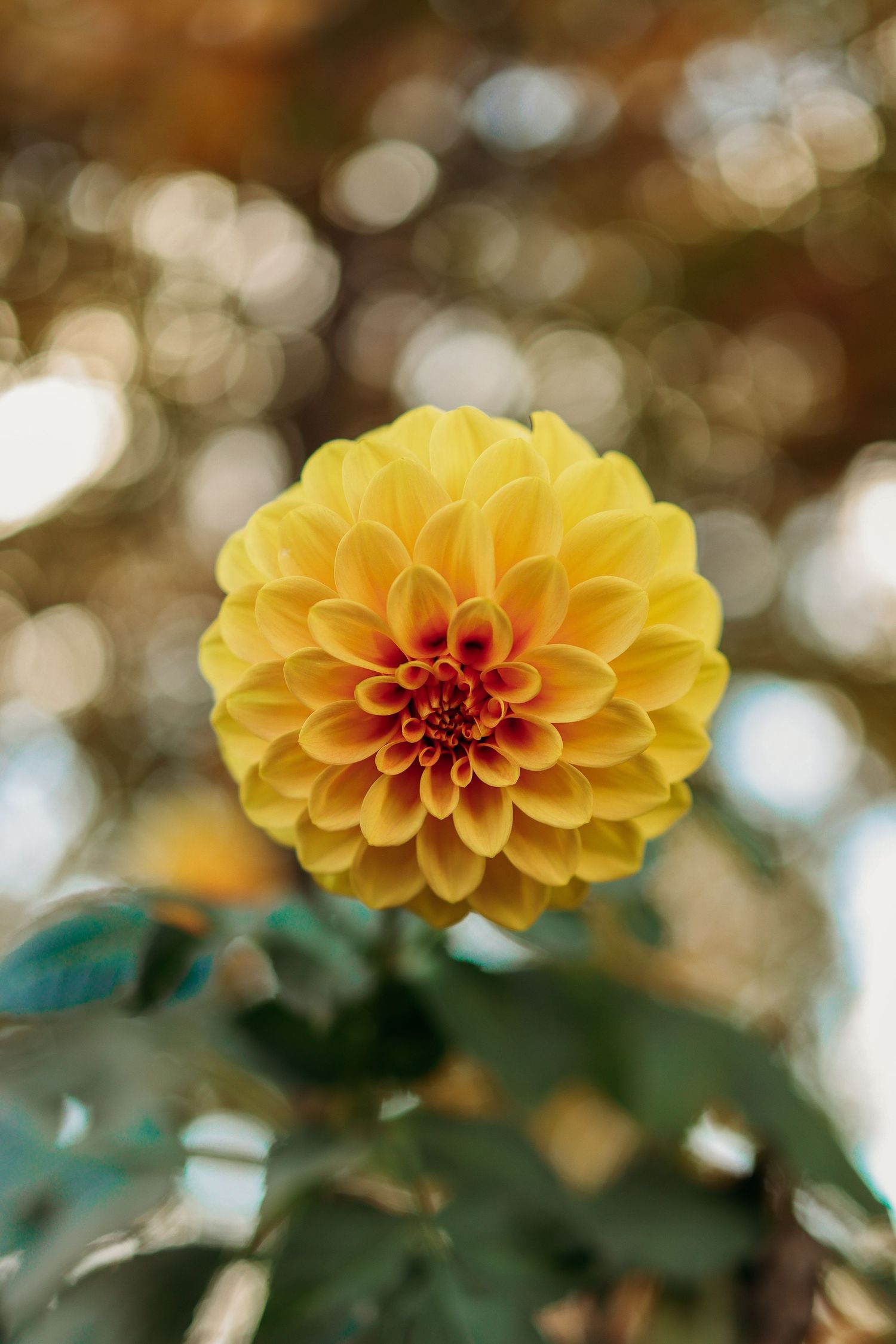 Close-up of a vibrant yellow dahlia flower with layered petals against a soft bokeh background.