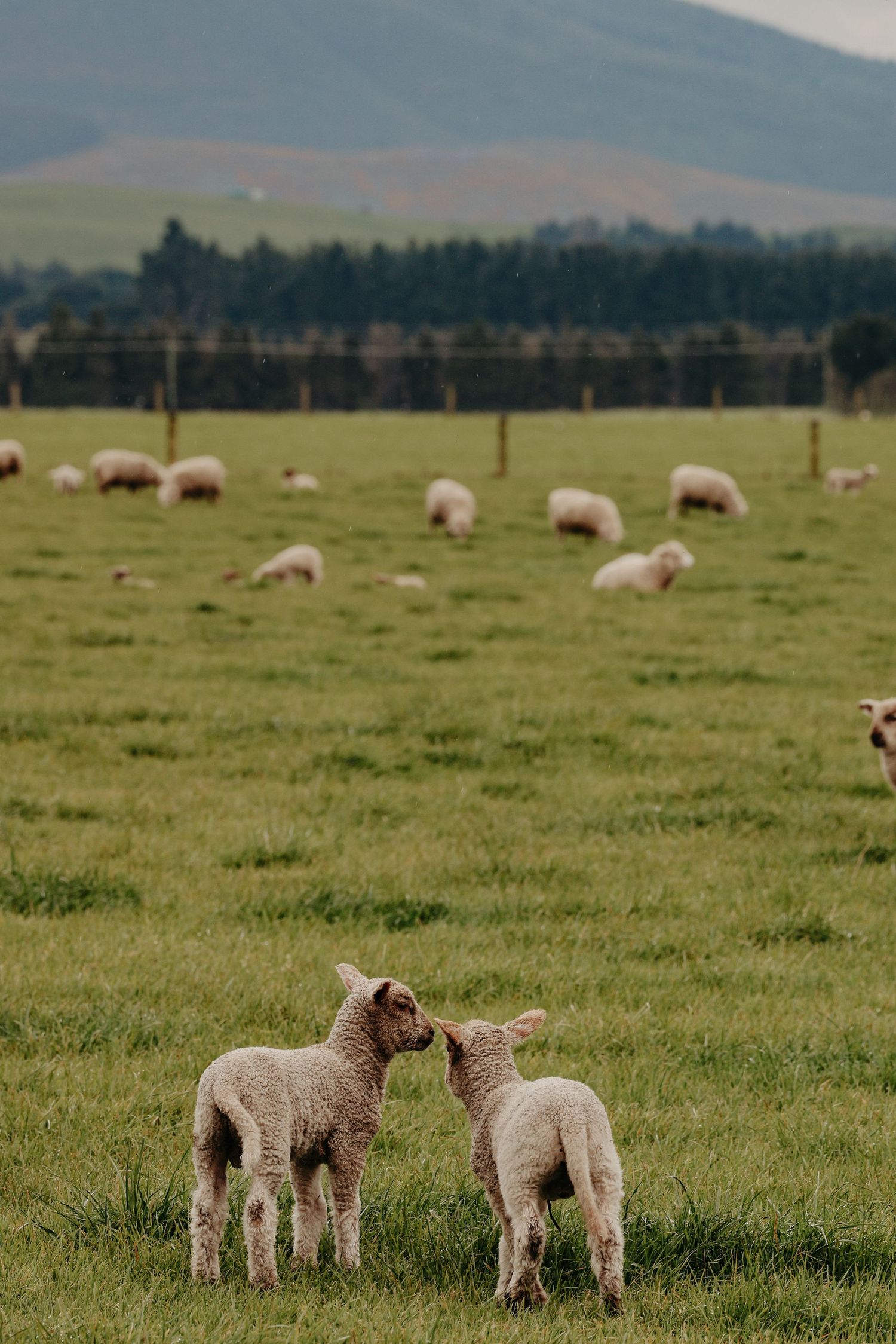 Young lambs grazing in a green pasture with rolling hills in the background.