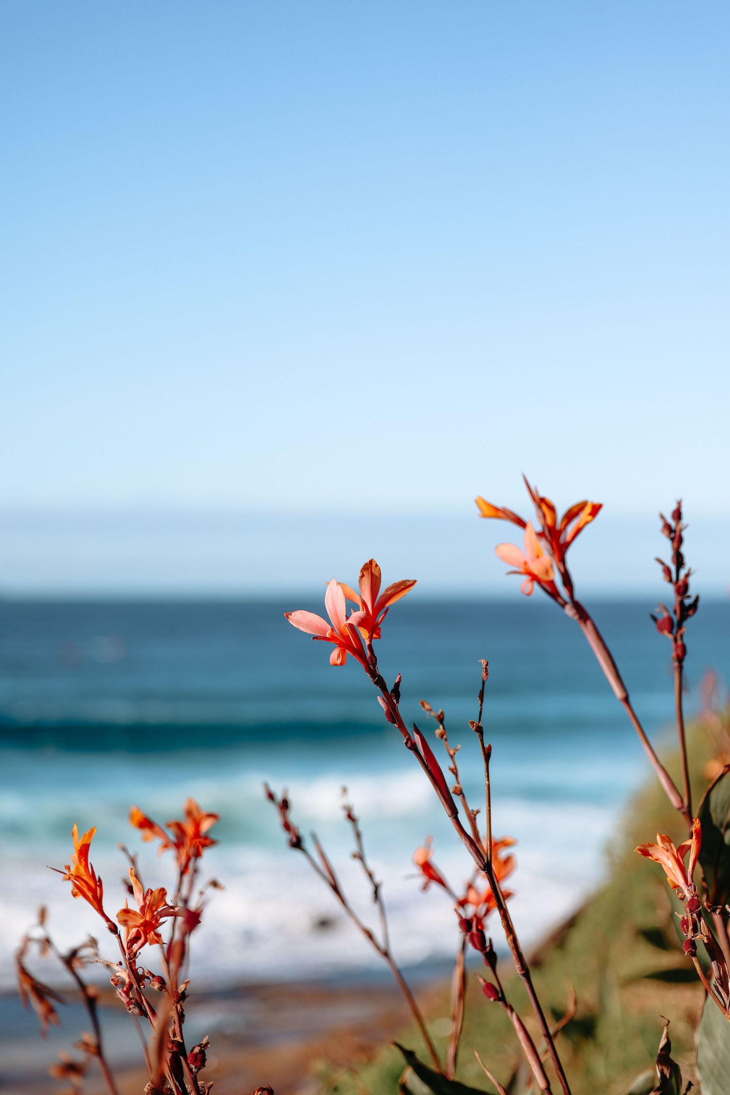 Orange wildflowers in sharp focus with a blurred turquoise ocean and clear blue sky in the background.