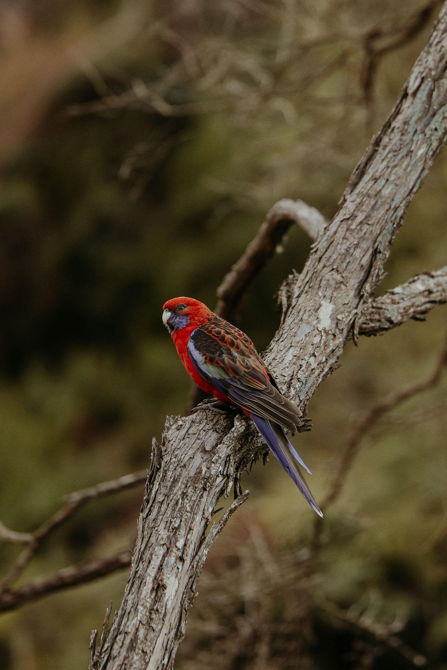 Crimson rosella parrot perched on a weathered tree branch in natural habitat.