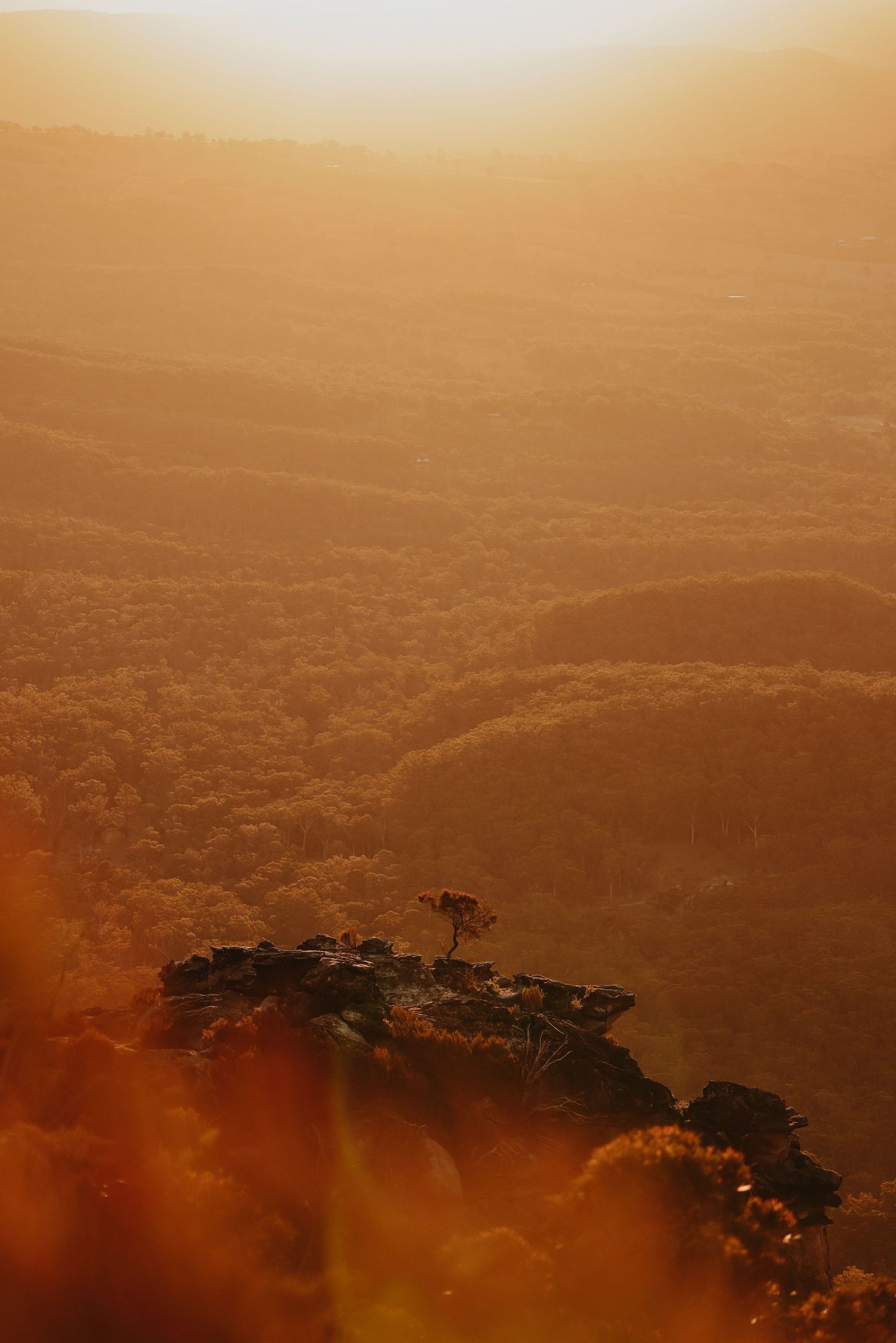 Misty mountain overlook at golden hour with dramatic lighting and silhouetted trees.