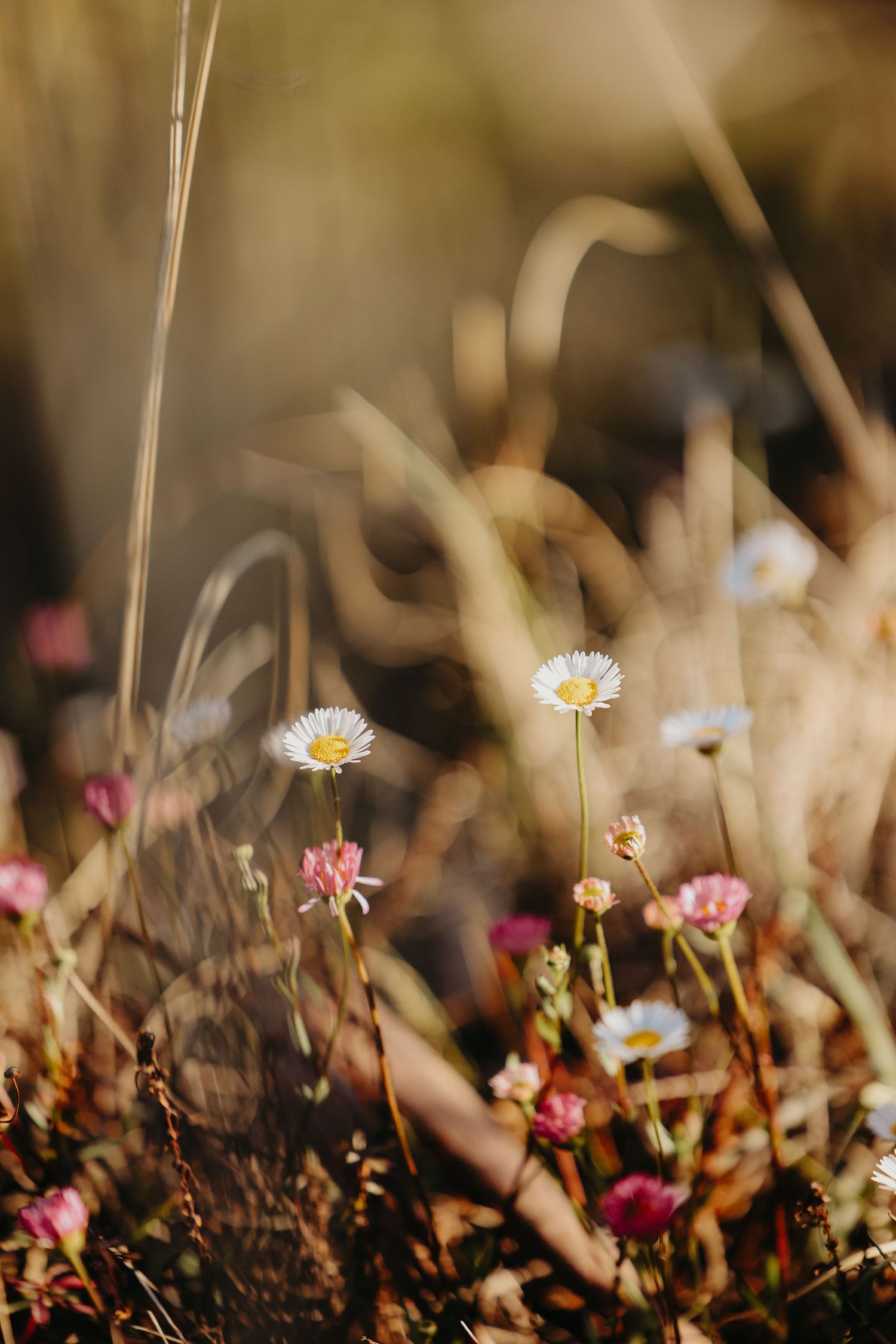 Small daisies and pink wildflowers emerging from dry grass in soft golden light.