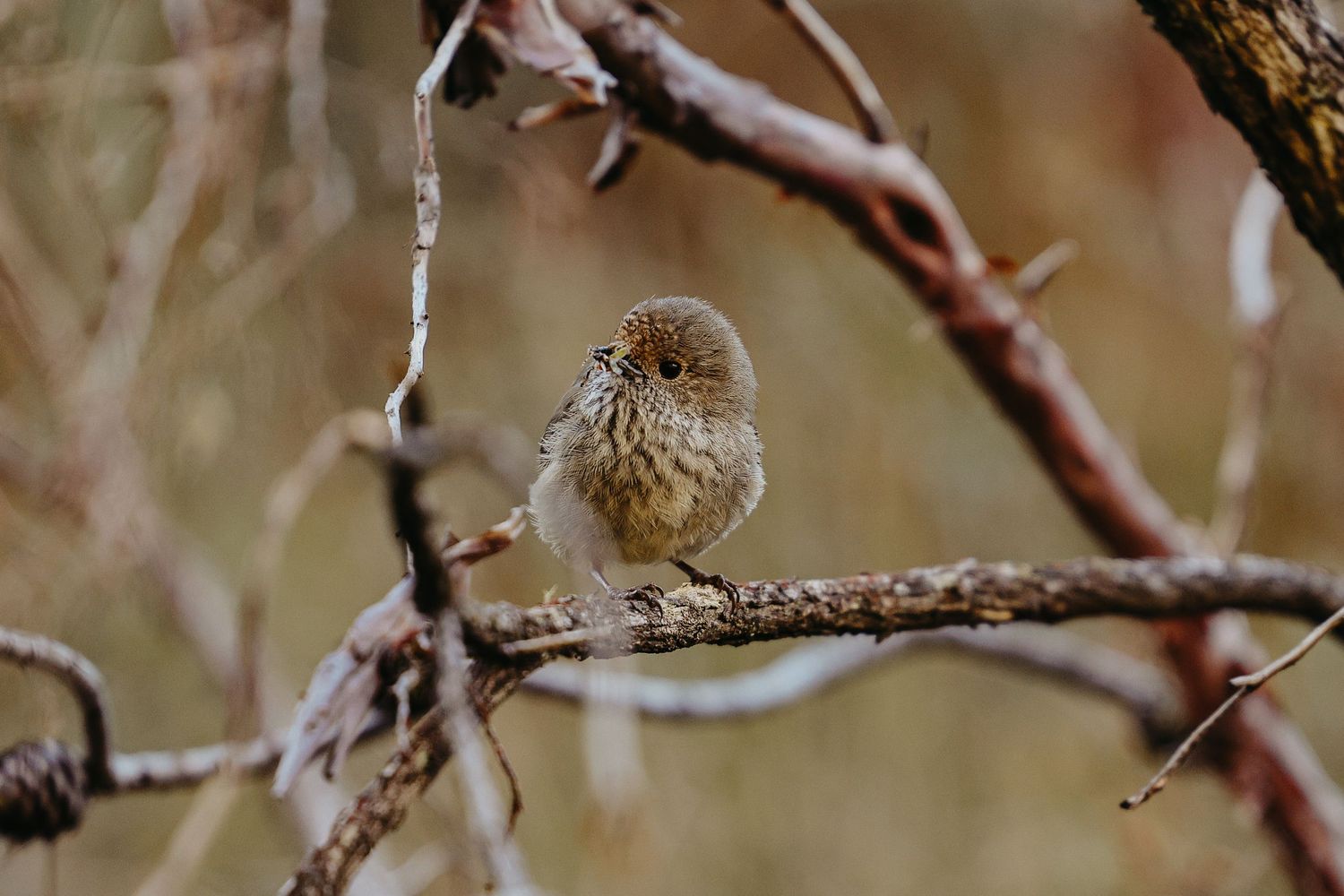 Small Striated thornbill perched on a bare branch in soft natural lighting.