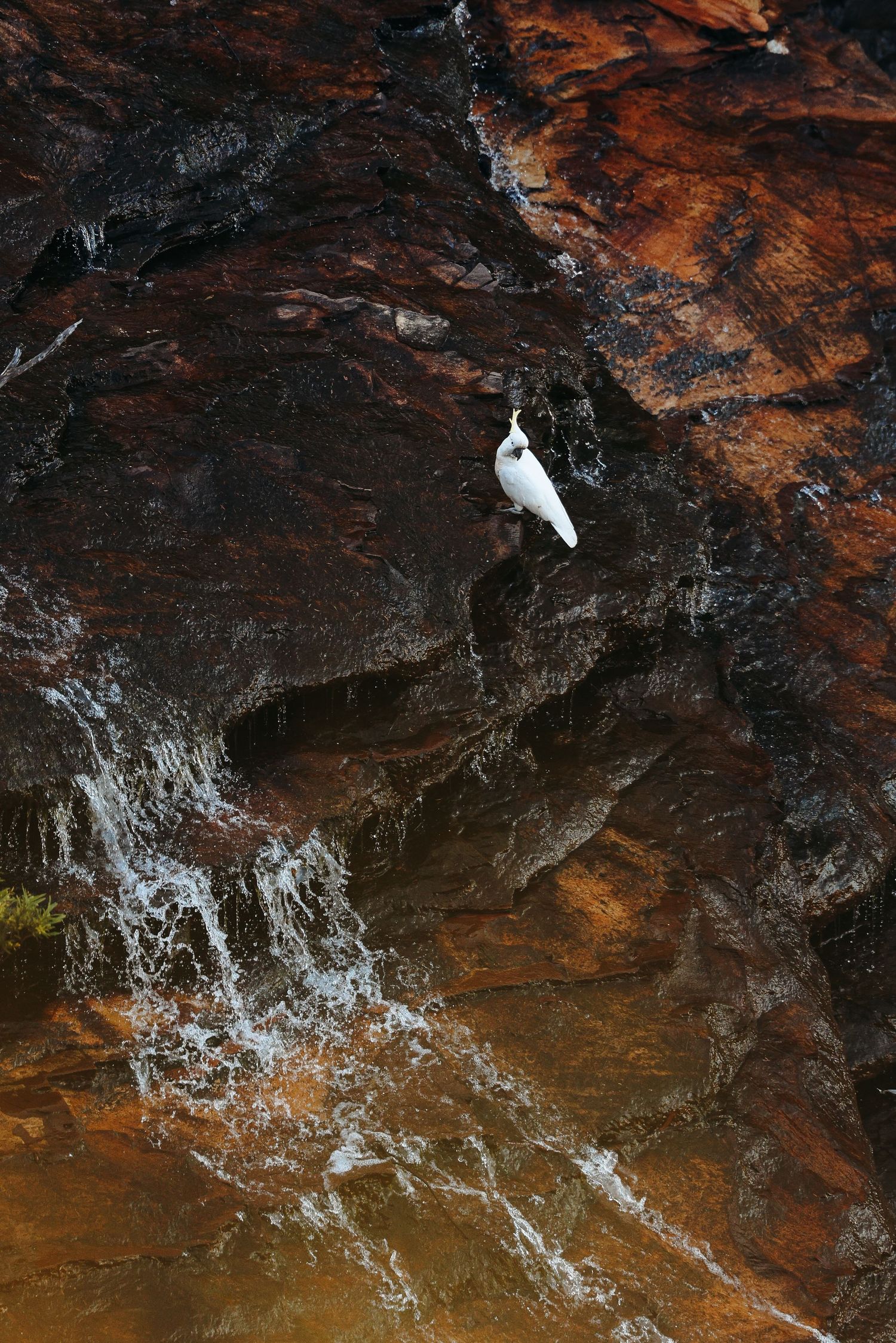 White Cockatoo sitting on Wentworth Falls