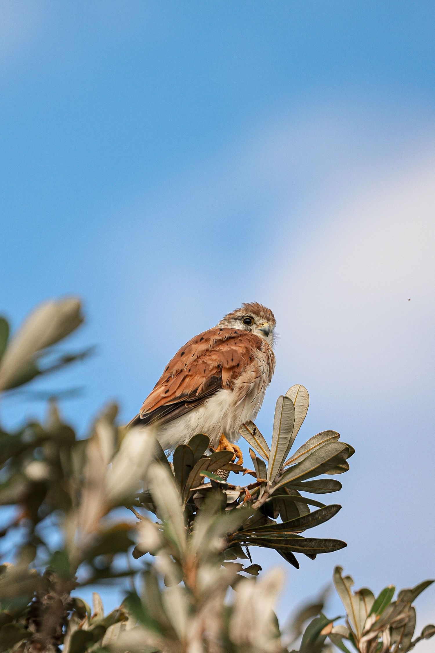 Nankeen Kestrel bird perched high in a Waratah.
