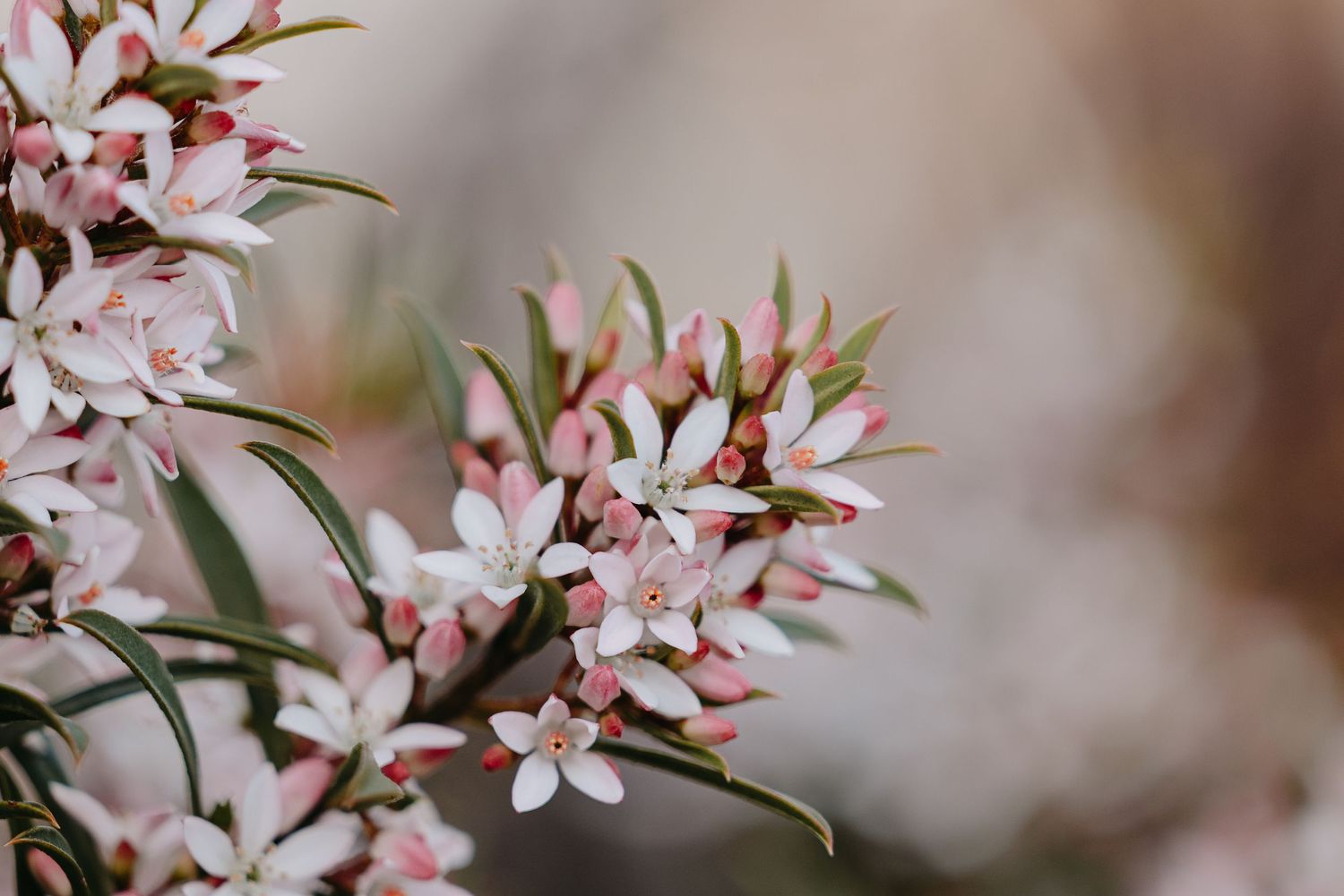 Delicate pink blossoms blooming.