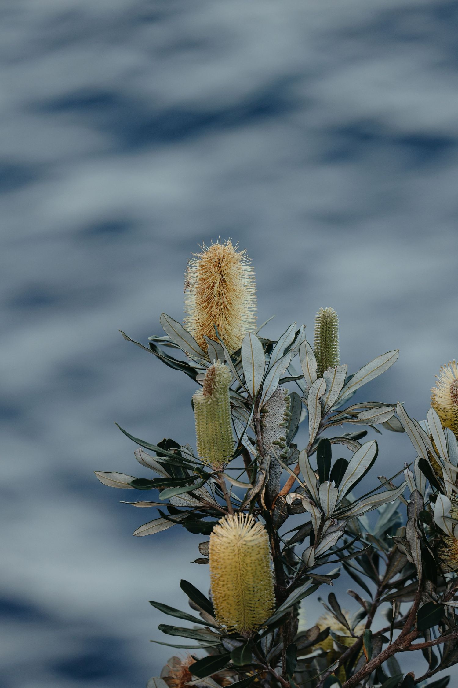 Banksia flowers with silvery-green foliage against a cloudy blue sky.