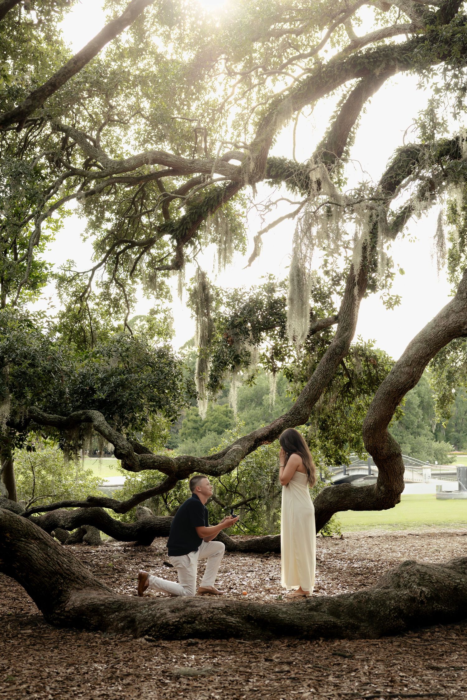 Man on one knee proposing to woman in white dress under a grand oak tree with Spanish moss in a park.