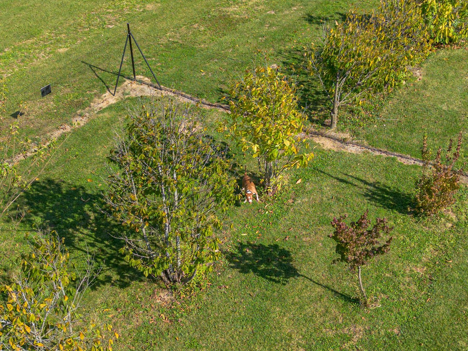 Aerial view of green grass field with winding pathways and scattered trees in a park setting.