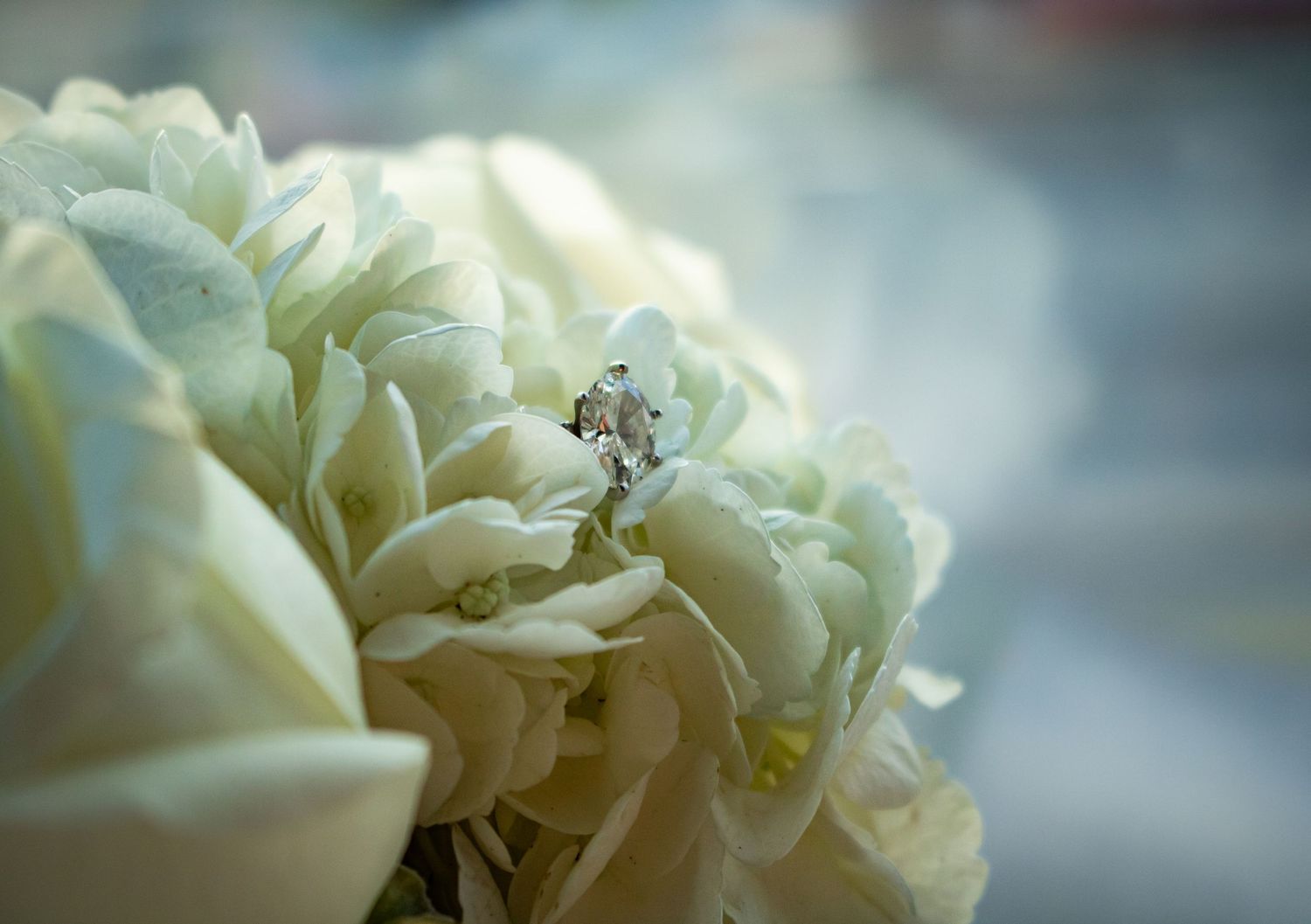 Close-up macro photography of delicate white peony petals with soft blurred background creating dreamy effect.
