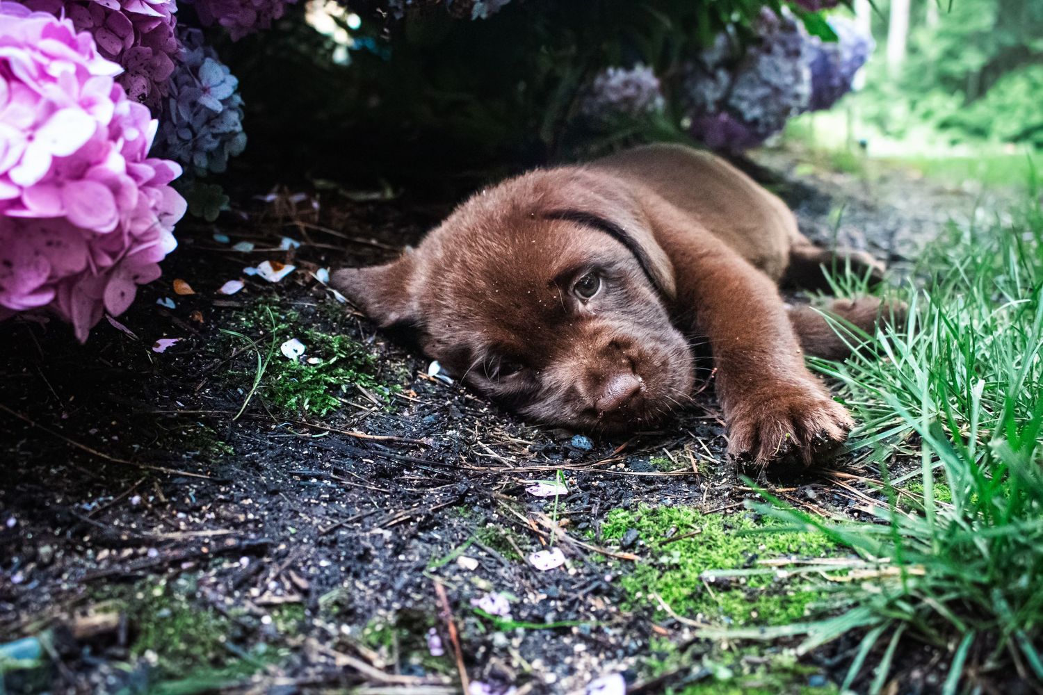 A brown dog lies sleeping peacefully on the ground next to pink flowers in a garden setting.