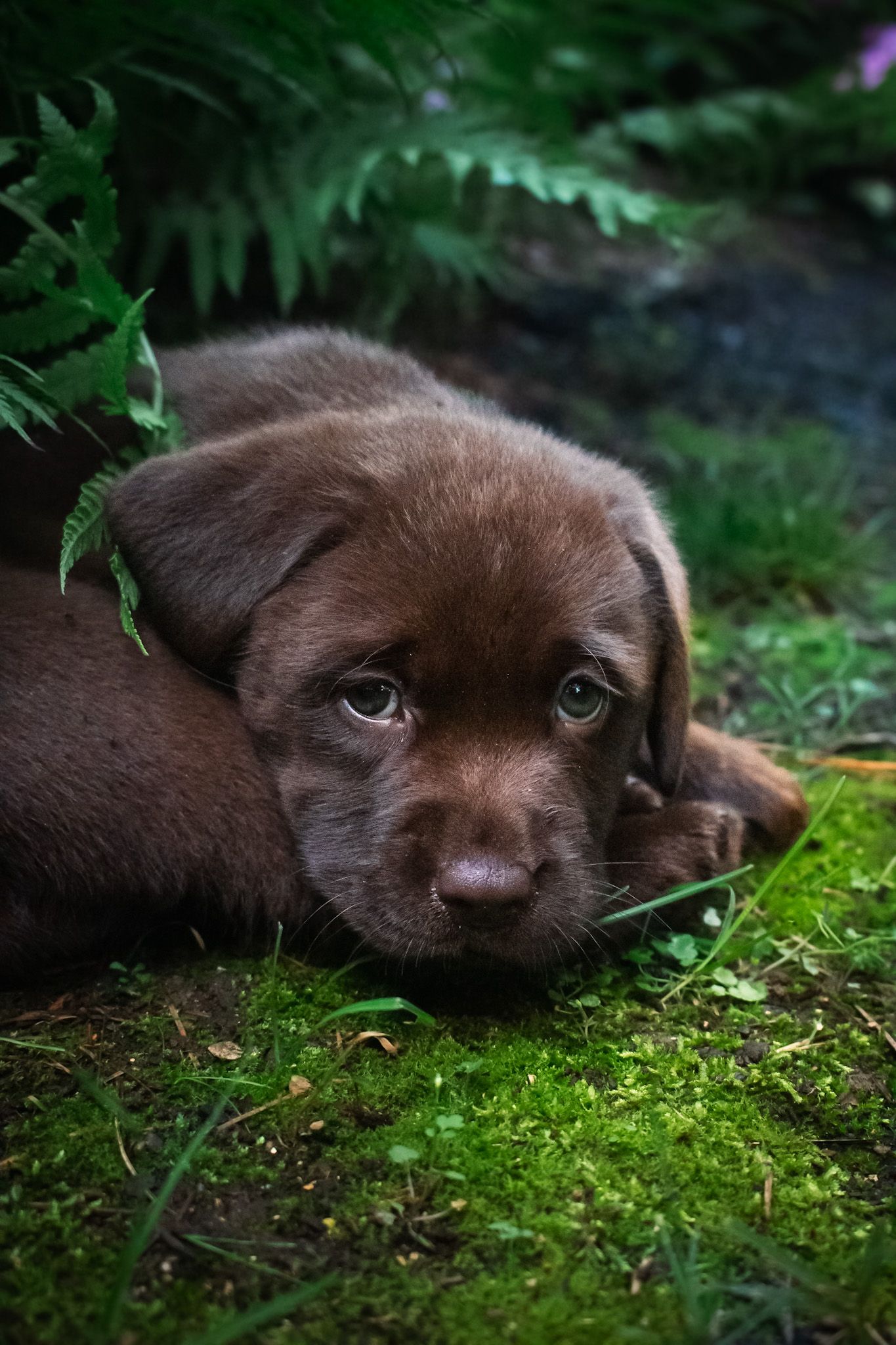 Adorable chocolate Labrador puppy lying on soft green moss in a forest setting.