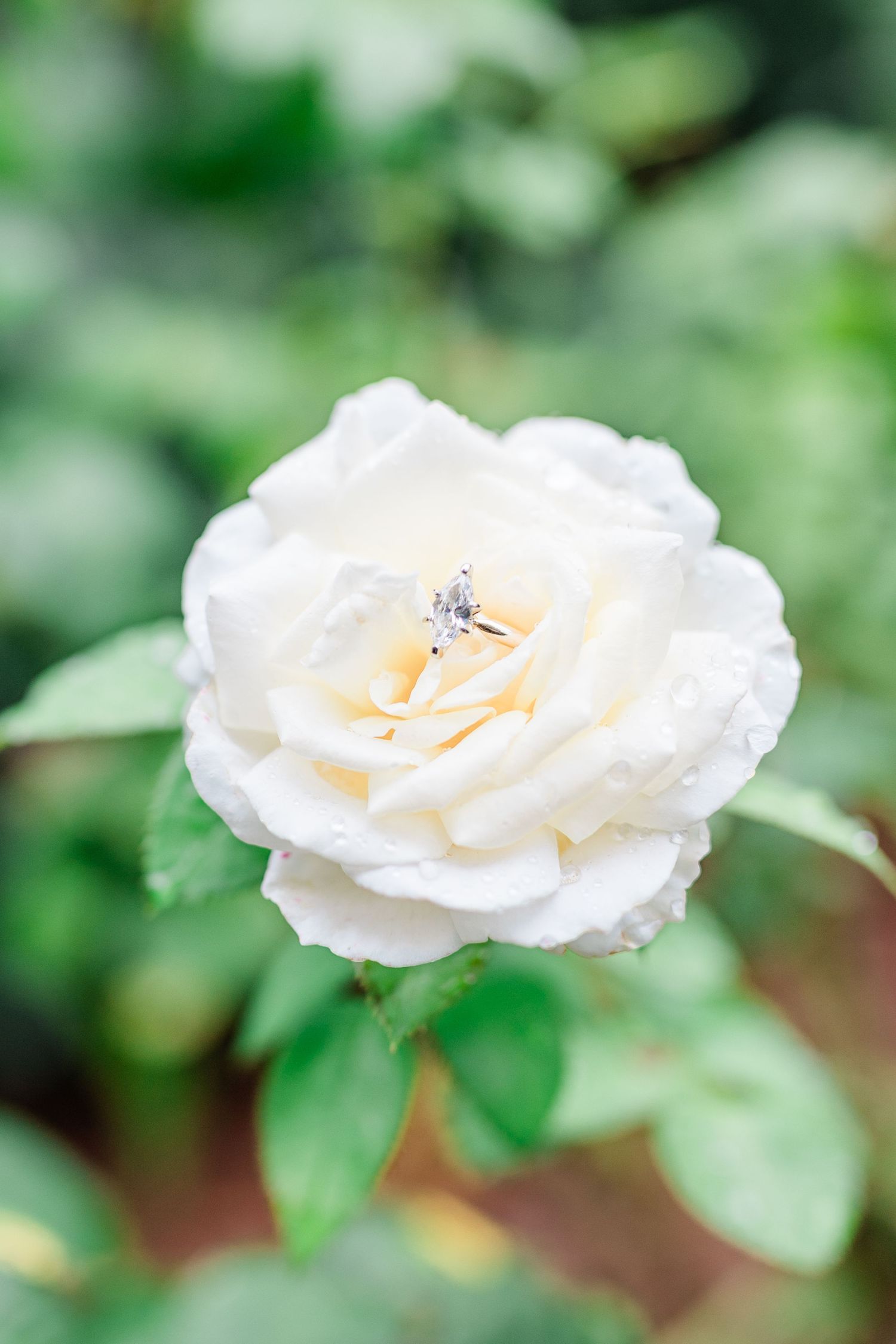 A delicate white rose with soft peach undertones blooms against a blurred green garden background.