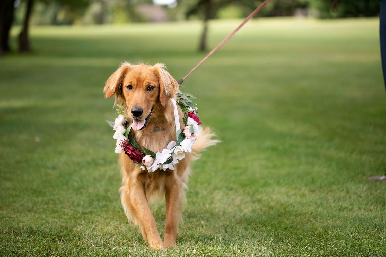 A golden retriever wearing a floral lei runs joyfully across a green lawn on a leash.