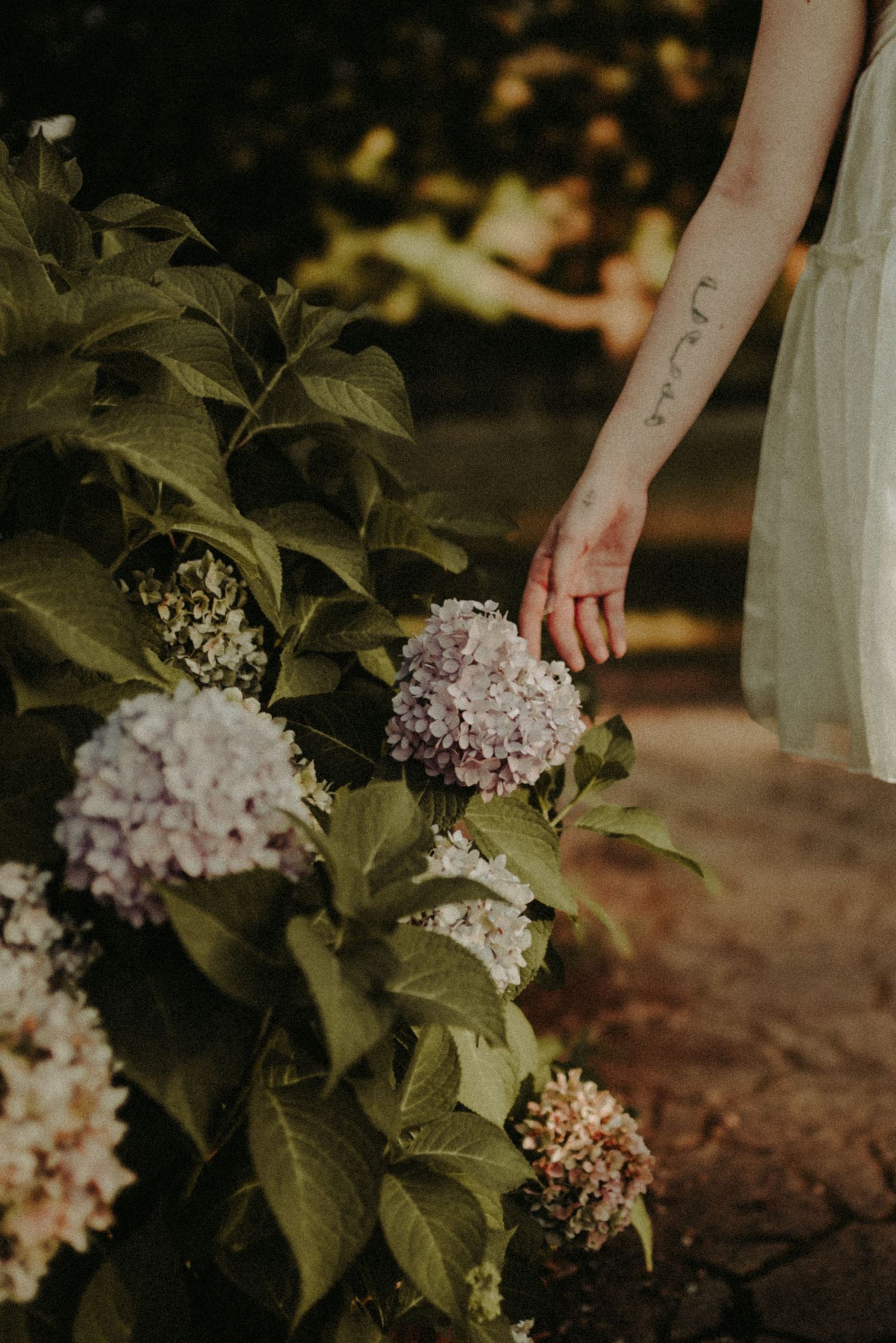 A hand gently touches delicate pink hydrangea blooms against a dark natural background in a garden setting.