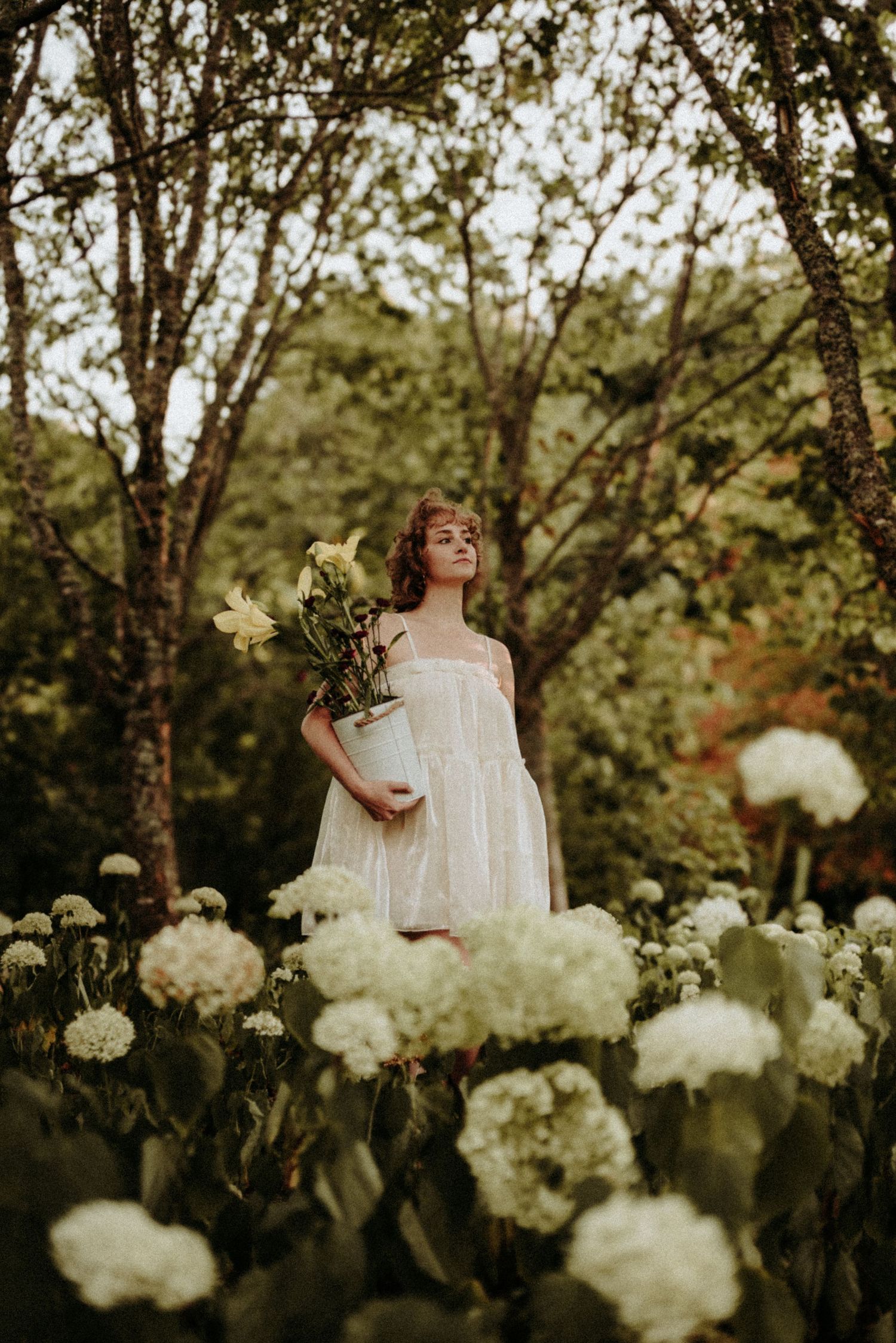 A dreamy garden scene with white hydrangeas blooming around a figure in a flowing white dress among trees at dusk.