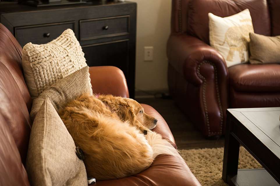 A cozy brown leather couch with decorative throw pillows in a warm living room setting.