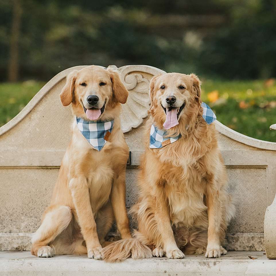 Two golden retrievers wearing blue bow ties sit together on stone steps in a garden setting.