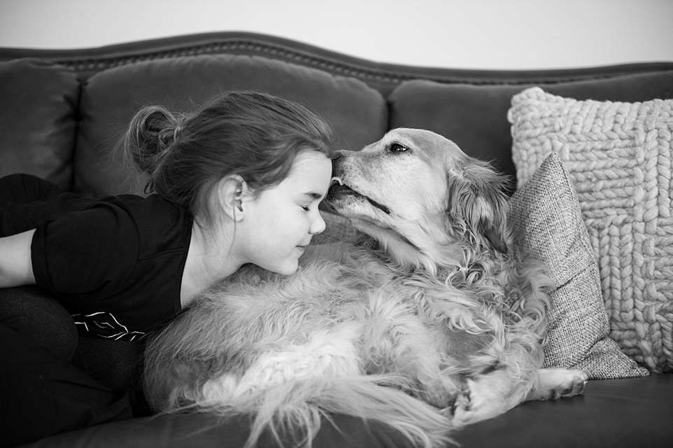 A tender moment between a golden retriever and someone relaxing together on a grey couch.