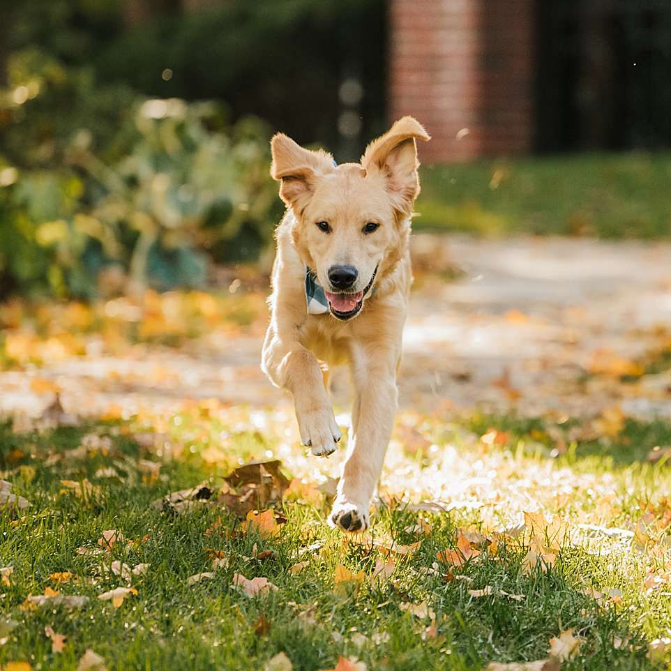 A happy golden retriever puppy runs playfully through fallen autumn leaves on a sunny day.