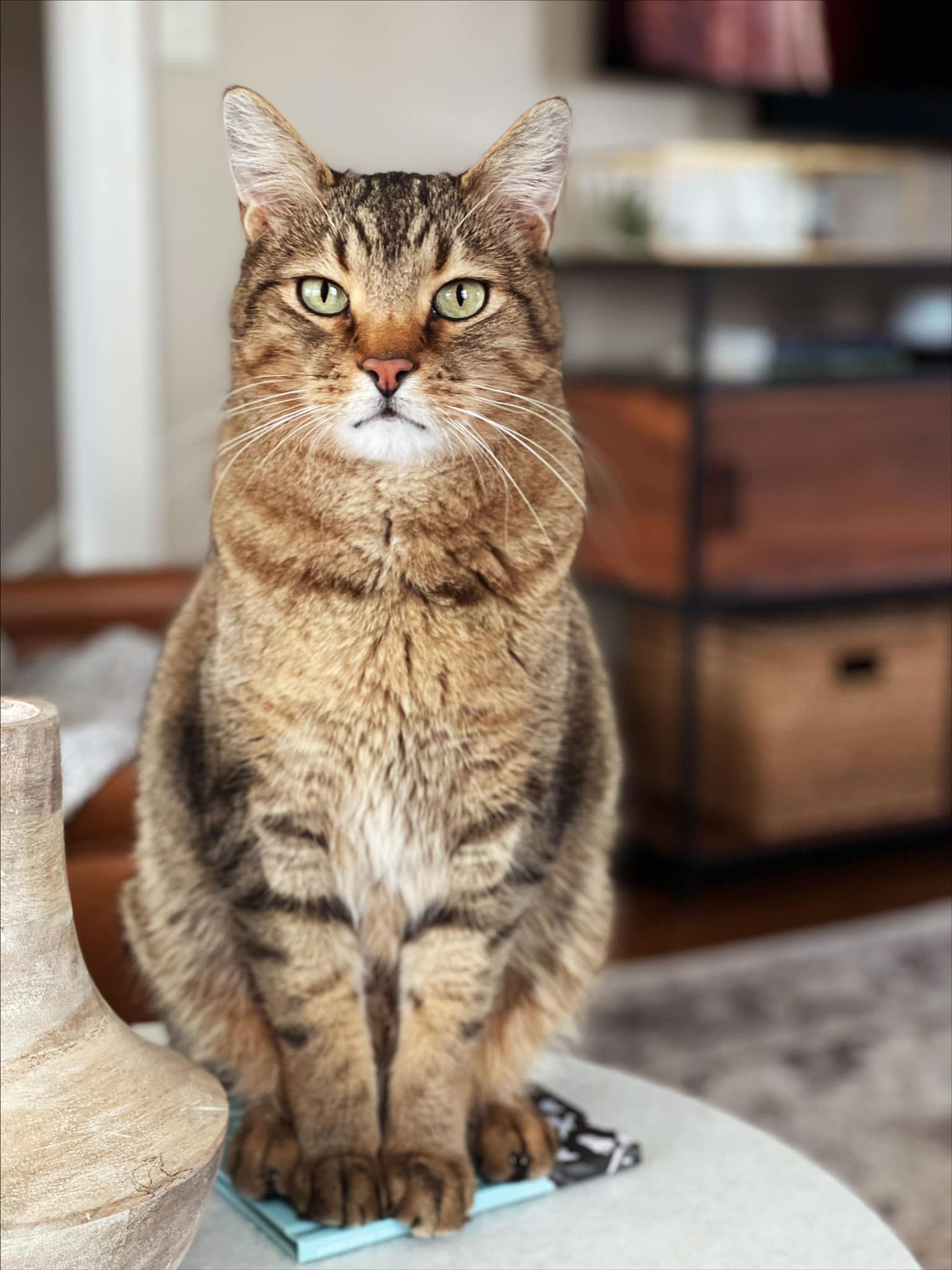 Brown tabby cat with striking green eyes lounging on furniture indoors.