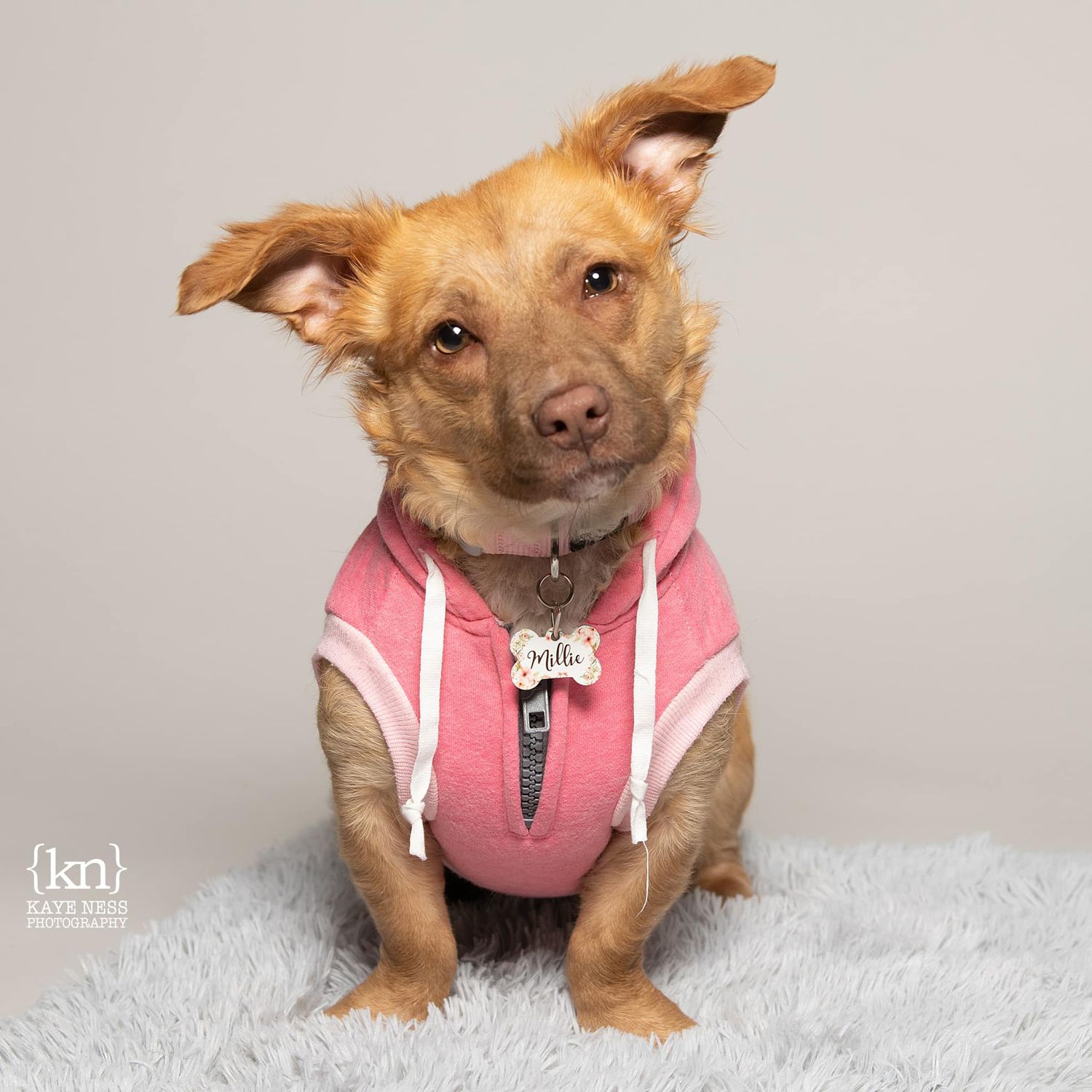 Small dog wearing pink harness posing on grey furry rug.