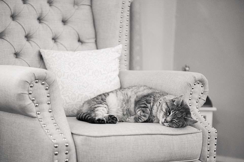 A small dog rests on a tufted gray couch with decorative pillows.