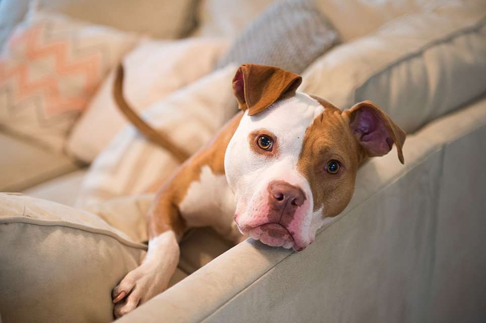 A tan and white pit bull dog lying on a couch shows a range of playful facial expressions in a photo series.