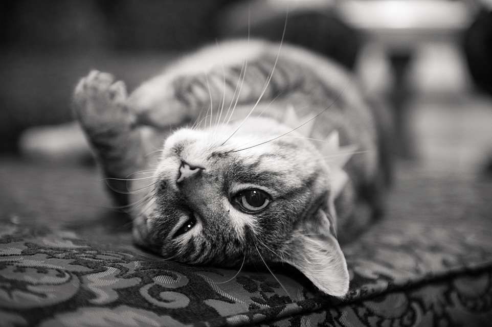 Black and white portrait of a playful cat lying on its back on a patterned surface.